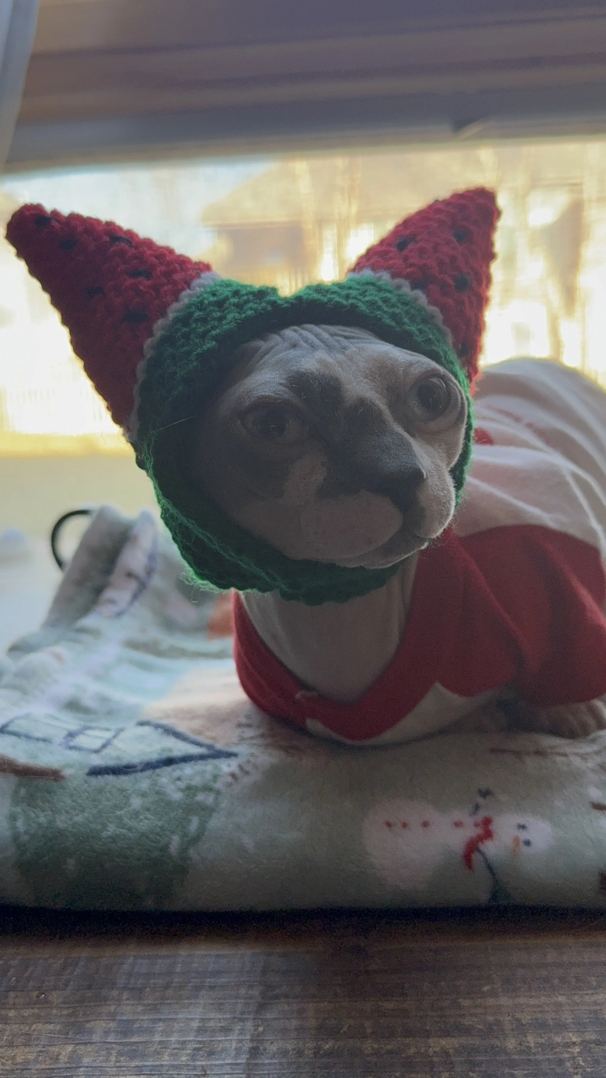 Hairless cat wearing a handmade crocheted red and green Purramid cat hat with two pointy peaks, lounging on a blanket near a sunlit window.