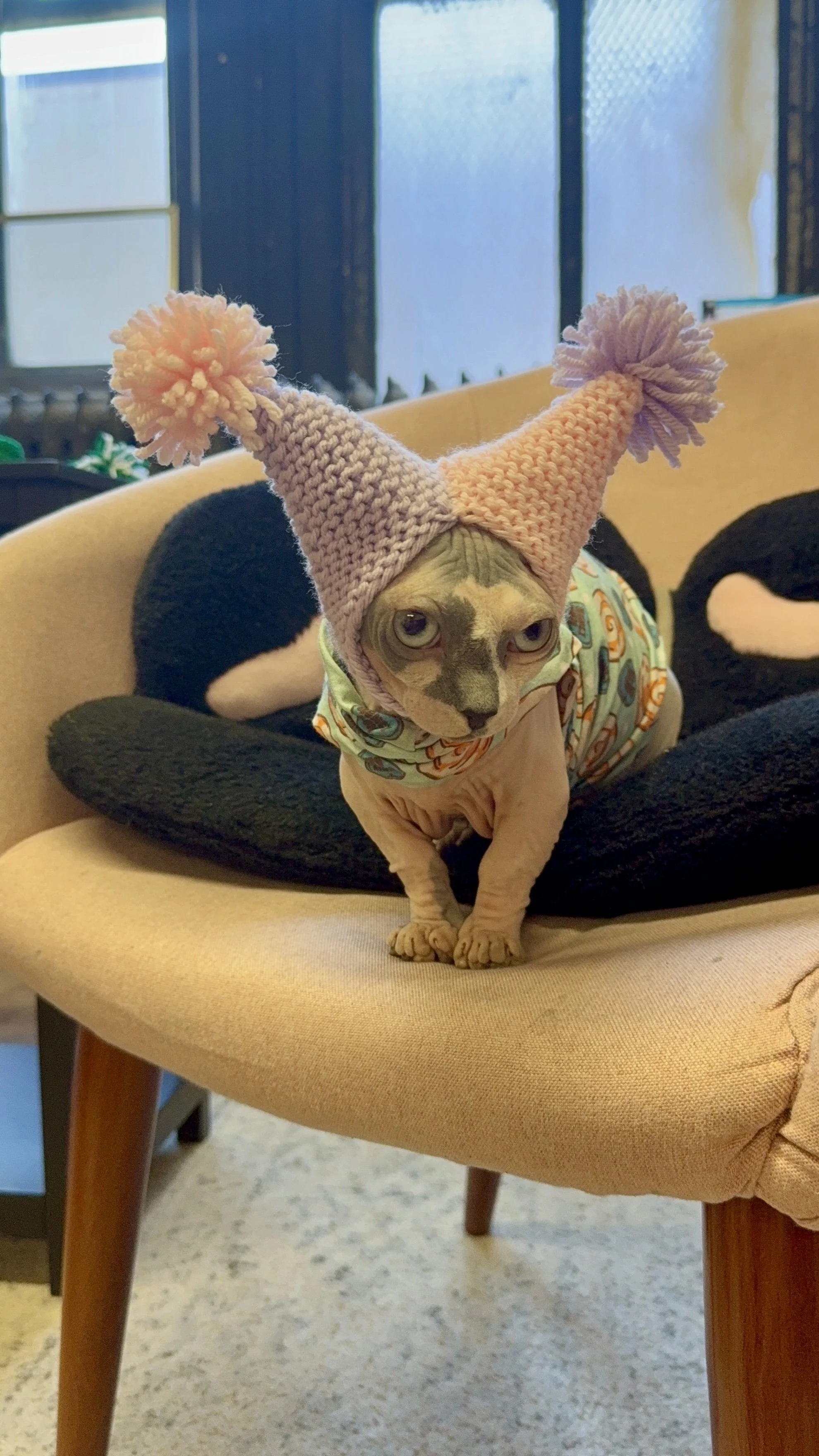 Sphynx cat wearing a pastel purple and pink knit Purramid hat with pom-poms, sitting on a chair with a soft black pet bed for a spring-themed photo.