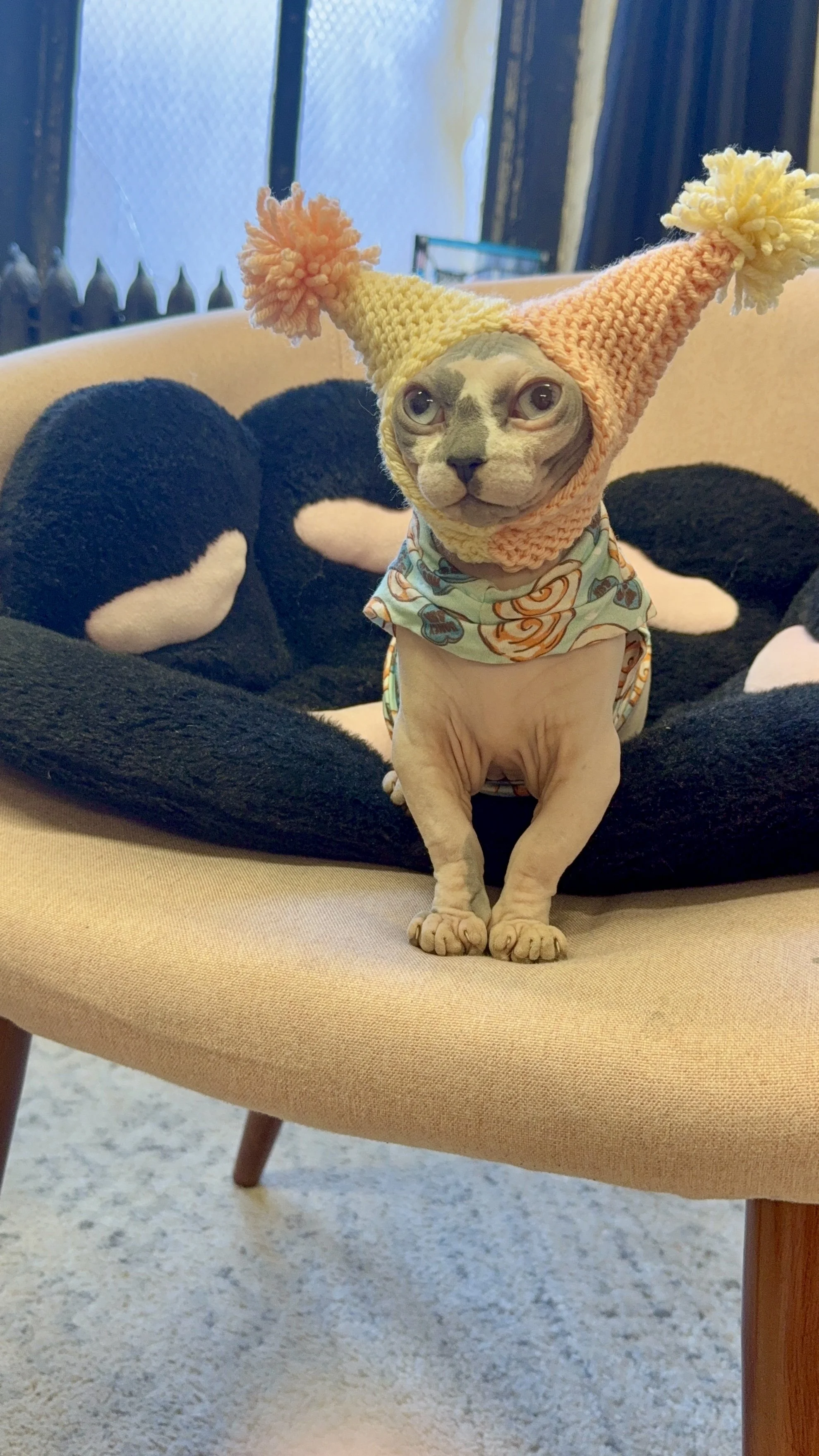 Sphynx cat wearing a pastel yellow and peach crocheted Purramid hat with pom-poms, sitting on a chair with a soft black pet bed for a spring-themed photo.