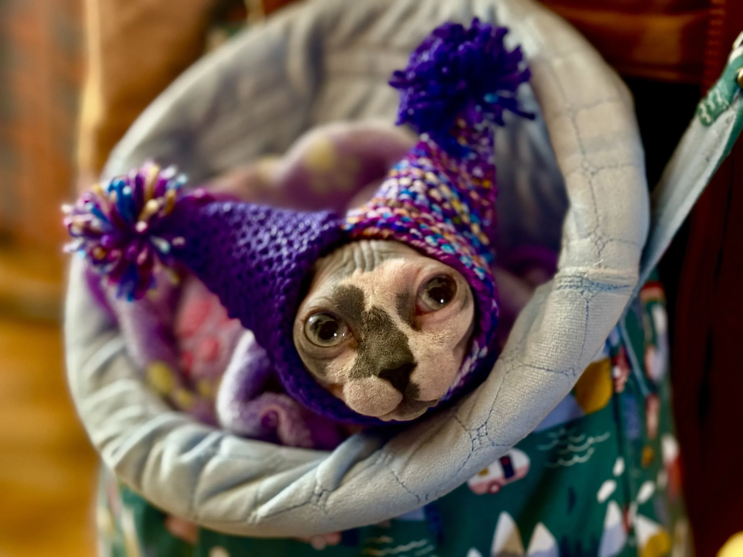 hairless cat wearing a purple hat with pom poms