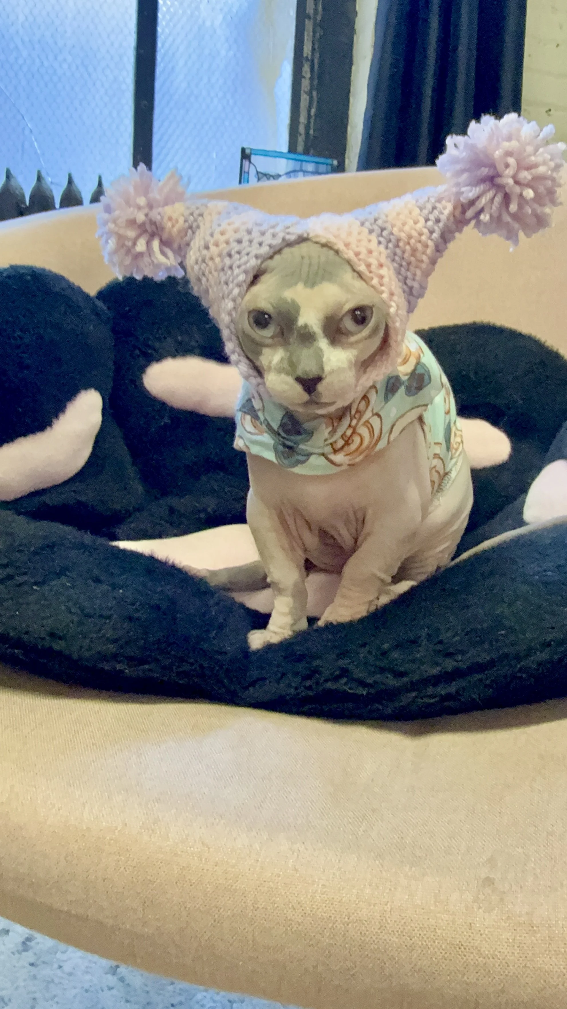 Sphynx cat wearing a pastel pink and purple striped knit Purramid hat with pom-poms, sitting on a chair with a soft black pet bed for a spring-themed photo.