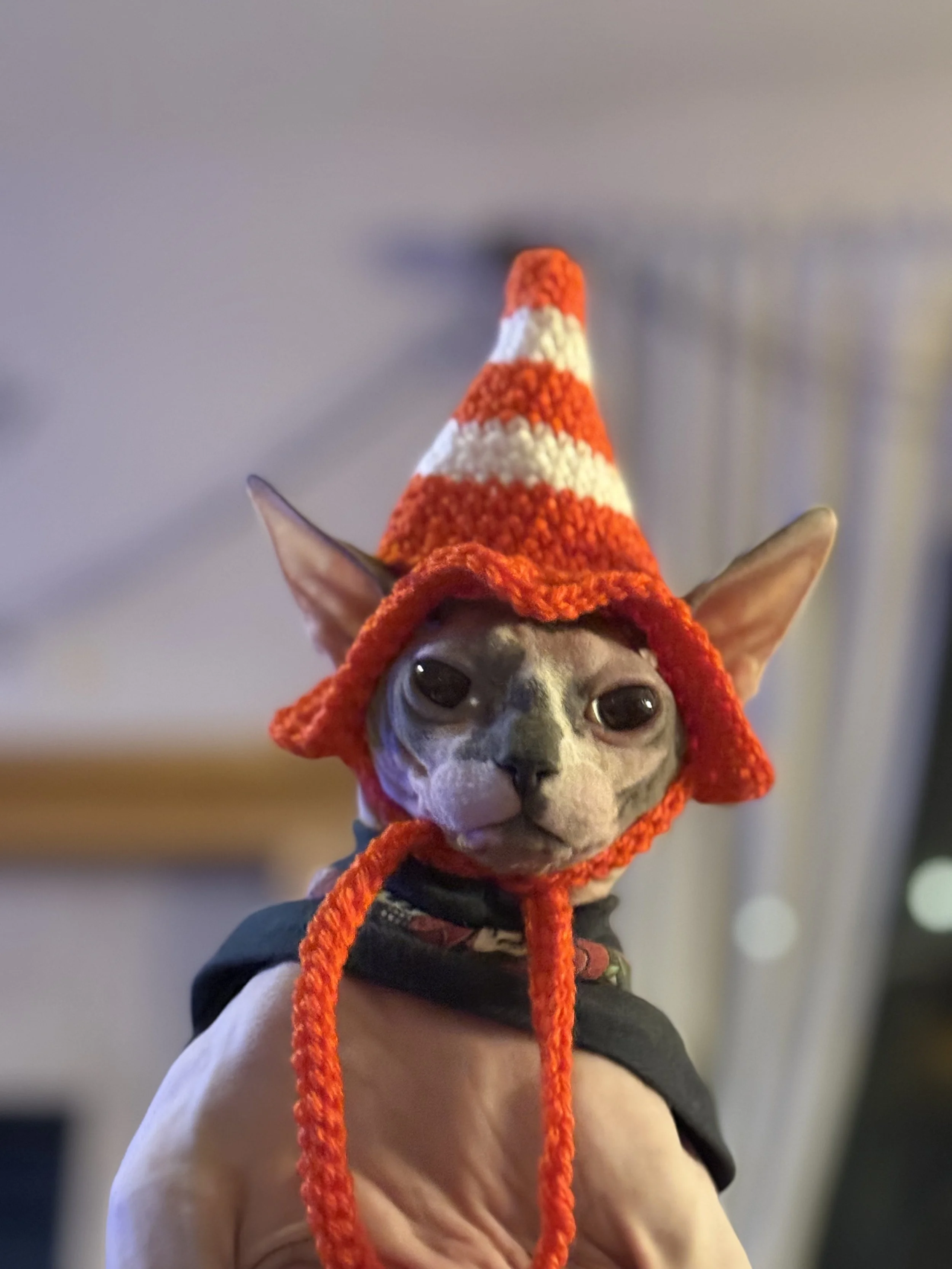 Safety Cone Cat Hat