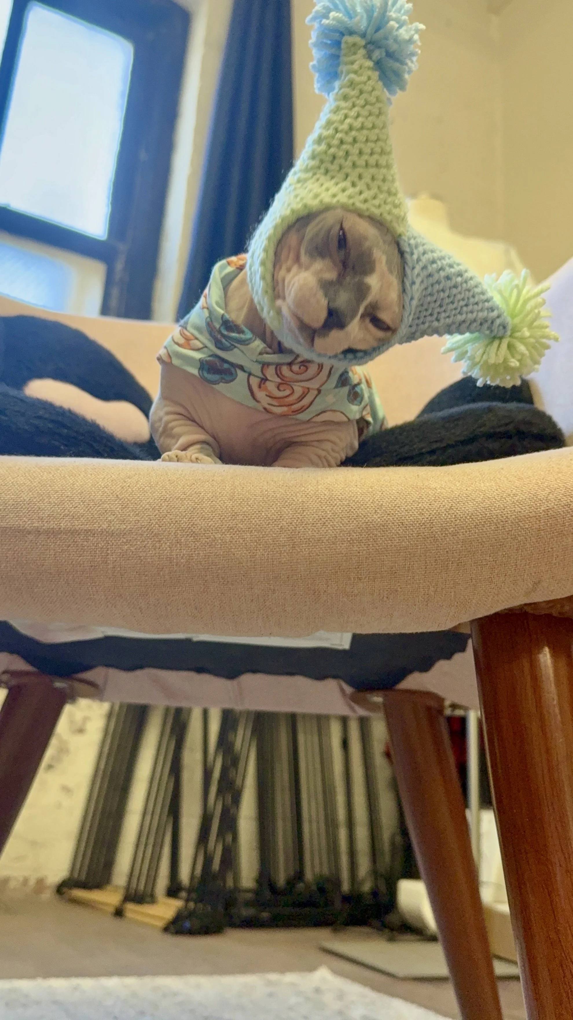 Sphynx cat wearing a pastel blue and green knit Purramid hat with pom-poms, sitting on a chair with a soft black pet bed for a spring-themed photo.