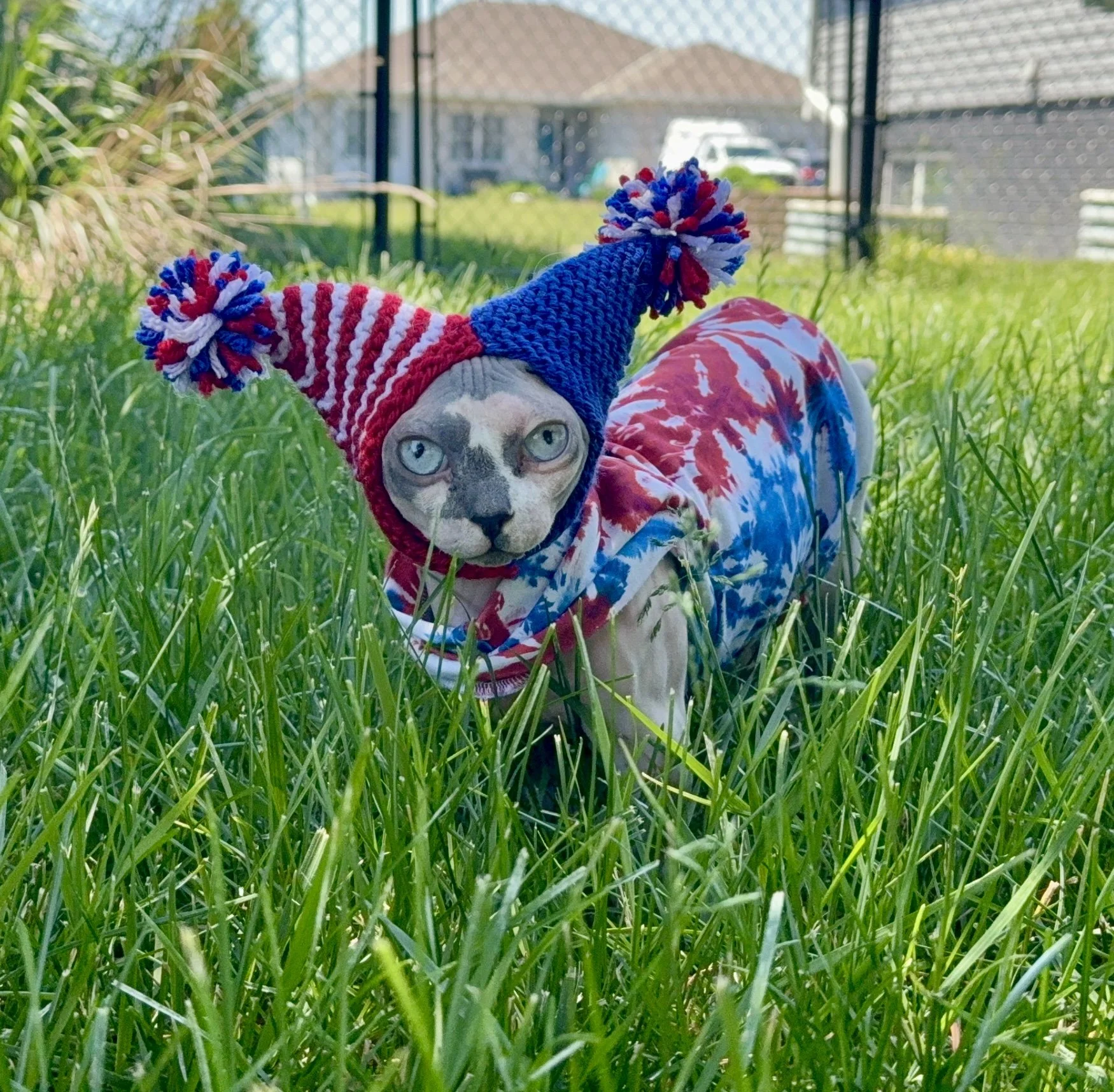 Firecracker Double-Pom Cat Hat