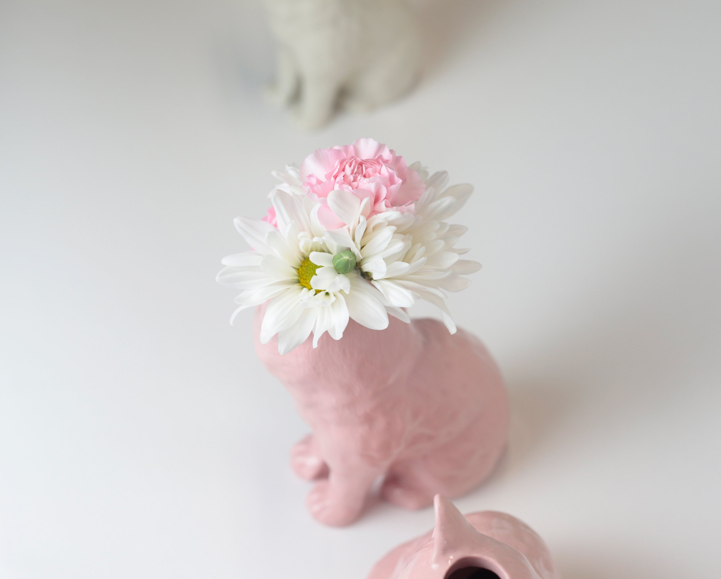 Pink Cat 04.jpg