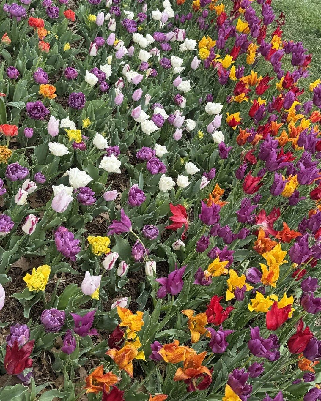 Happy Earth Day everyone 🌱

We hope you&rsquo;re getting outside, enjoying the weather, and having a little fun today. Taking care of the earth and ourselves can go hand in hand. 🌎🌻

#earthday #tulipfestival #myriadgardens #normanok