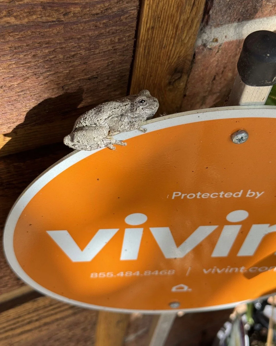 Tiny. Vigilant. Overwhelmed. 

Our new security guard is a little jumpy but at least he accepts mosquitos as payment. 

All my frog and toad aficionados - any ideas on what kind this big guy is? Woodhouse toad? 

#frog #Toad #oklahomaWildlife #norman