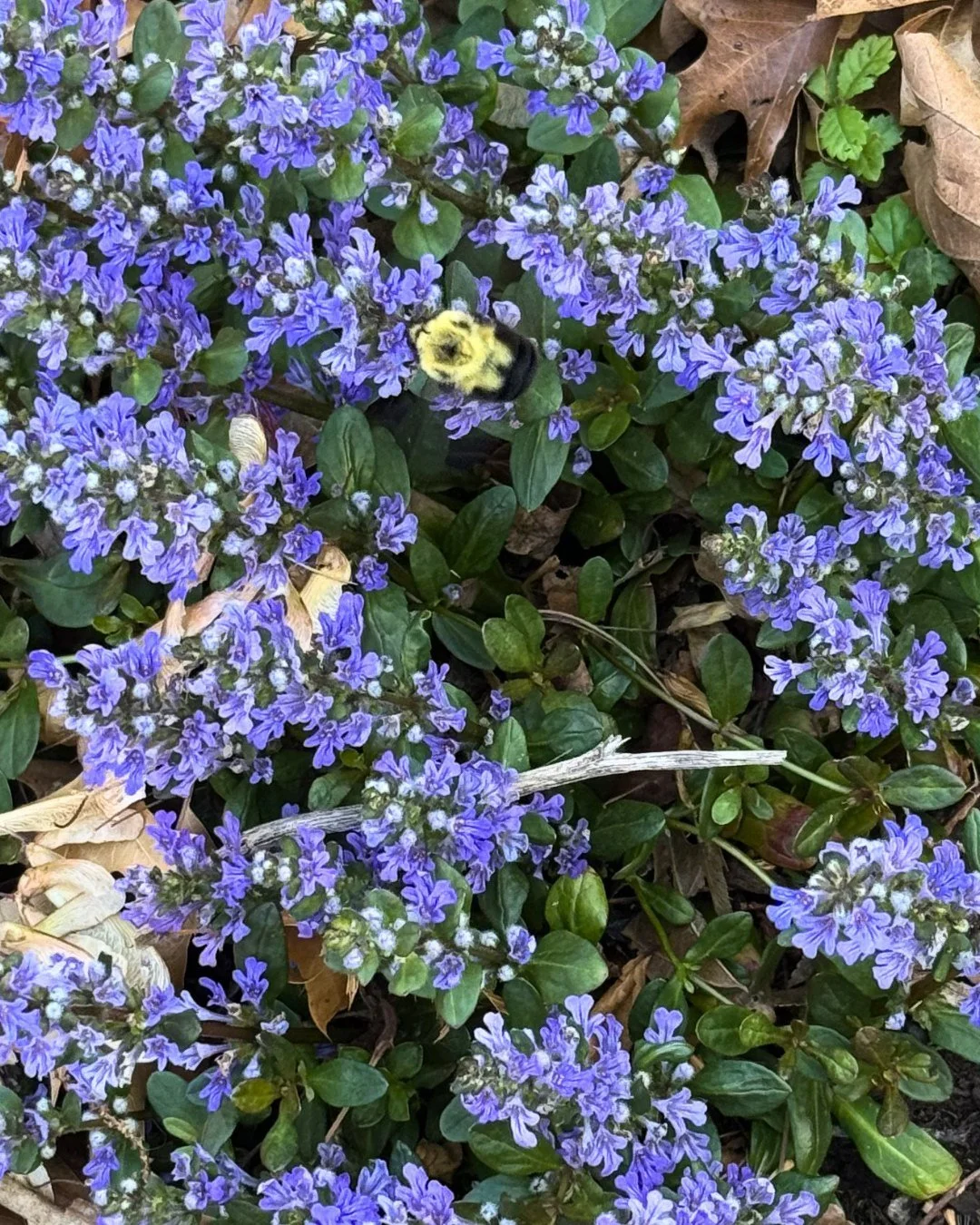 Today's moment of joy is brought to you by this little bumblebee! Little may be an understatement... but precious all the same. 🌻🐝🍯

What's your moment of joy today? 

#momentofjoy #bumblebee #normanok #oktherapist
