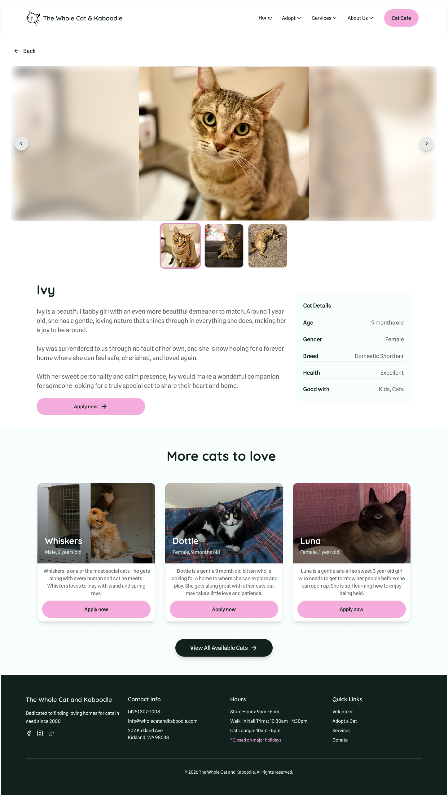 Website featuring cats available for adoption, with a focus on a tabby girl named Ivy. Main photo shows Ivy, a young tabby cat, with a section describing her personality and details. Beneath are profiles of other cats, Whiskers, Dottie, and Luna, with application buttons.