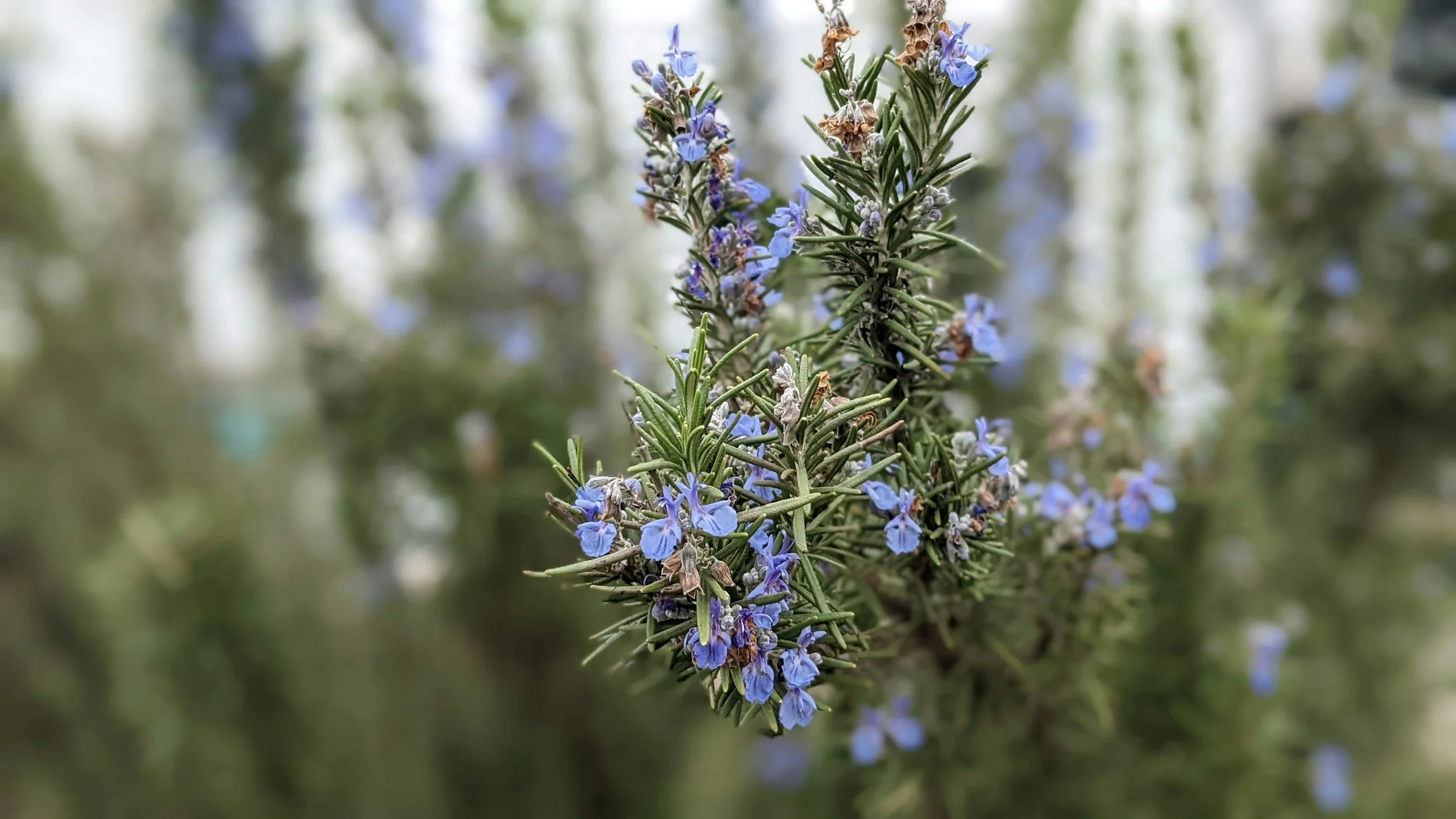 ROSEMARY BUSH