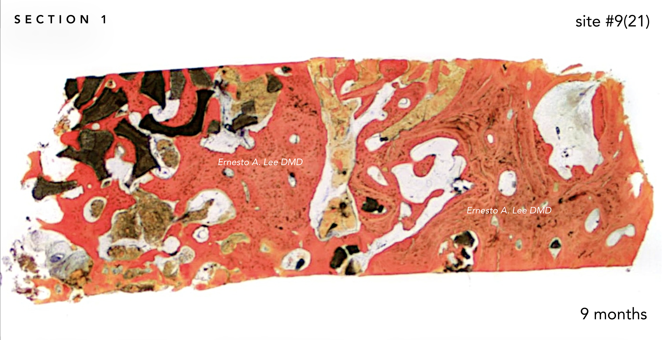 Screen Shot 2019-02-20 at 1.36.20 PM.png