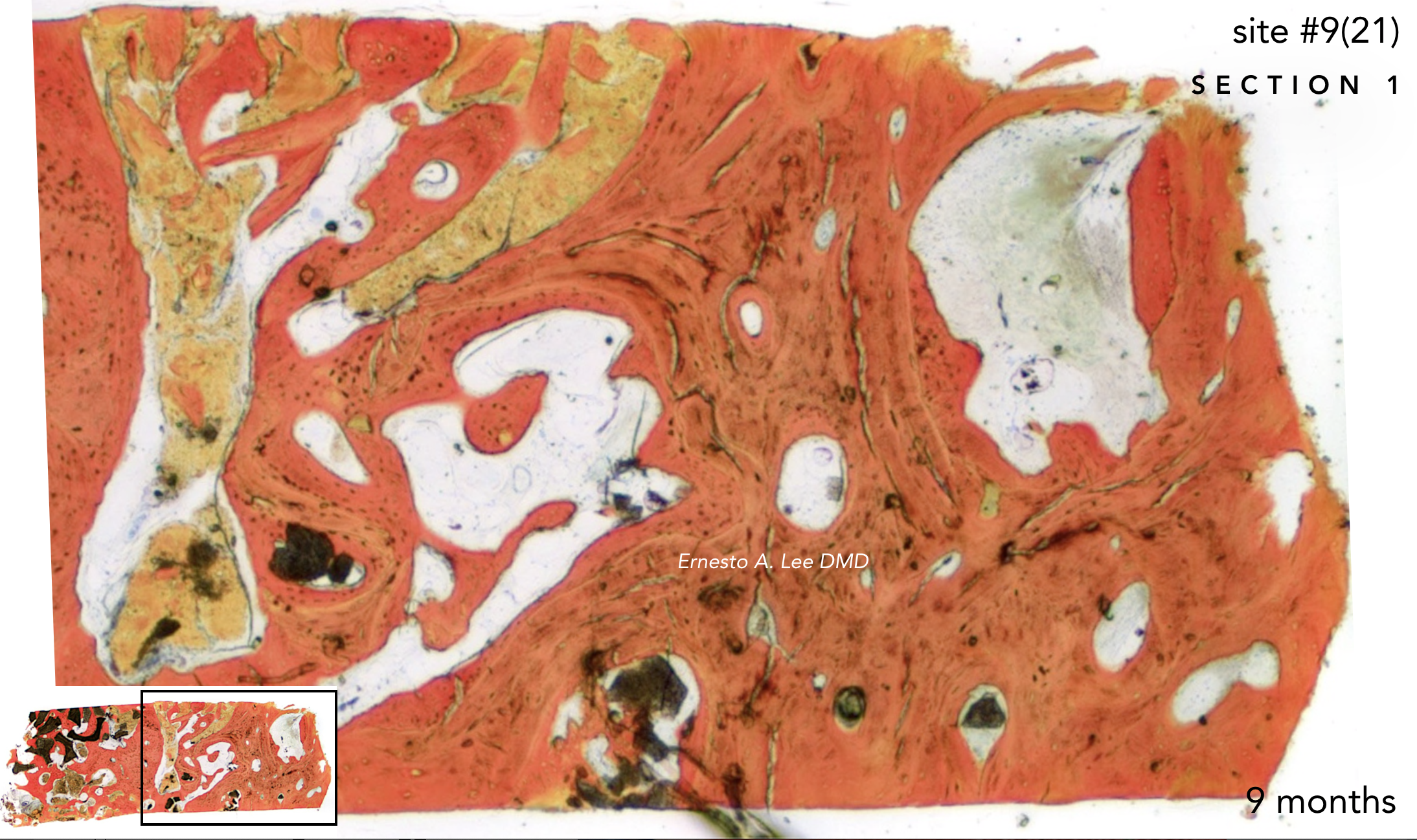 Screen Shot 2019-02-20 at 1.36.33 PM.png