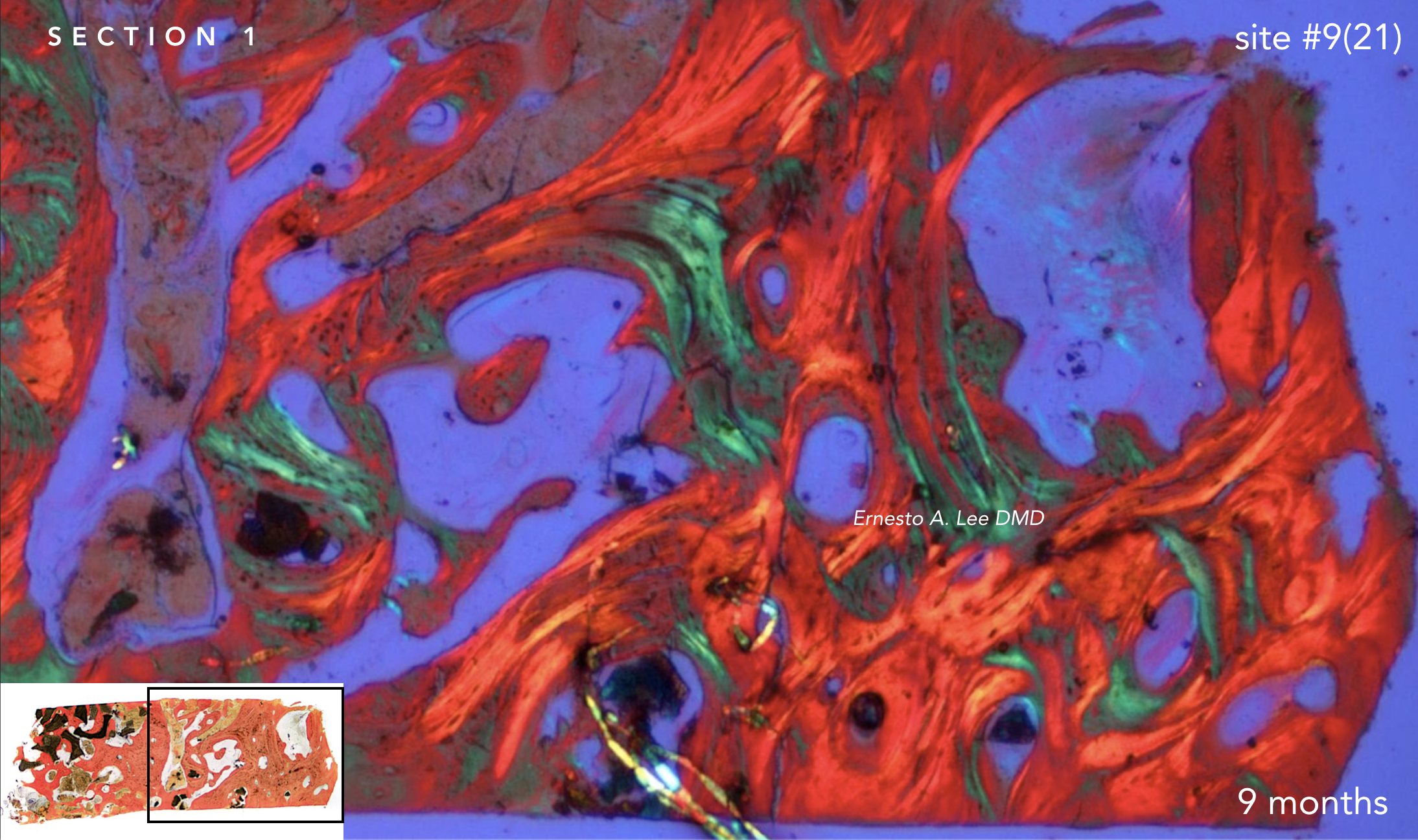 Screen Shot 2019-02-20 at 1.36.46 PM.png