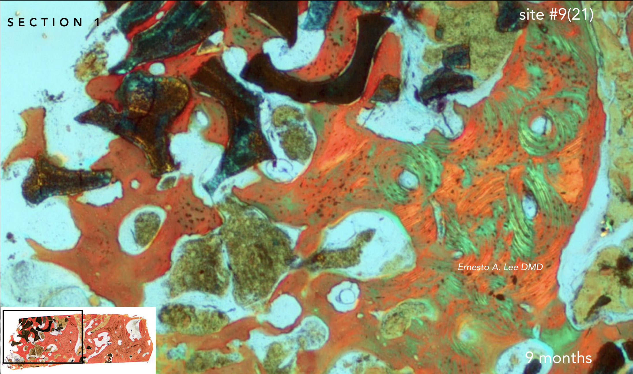 Screen Shot 2019-02-20 at 1.37.13 PM.png