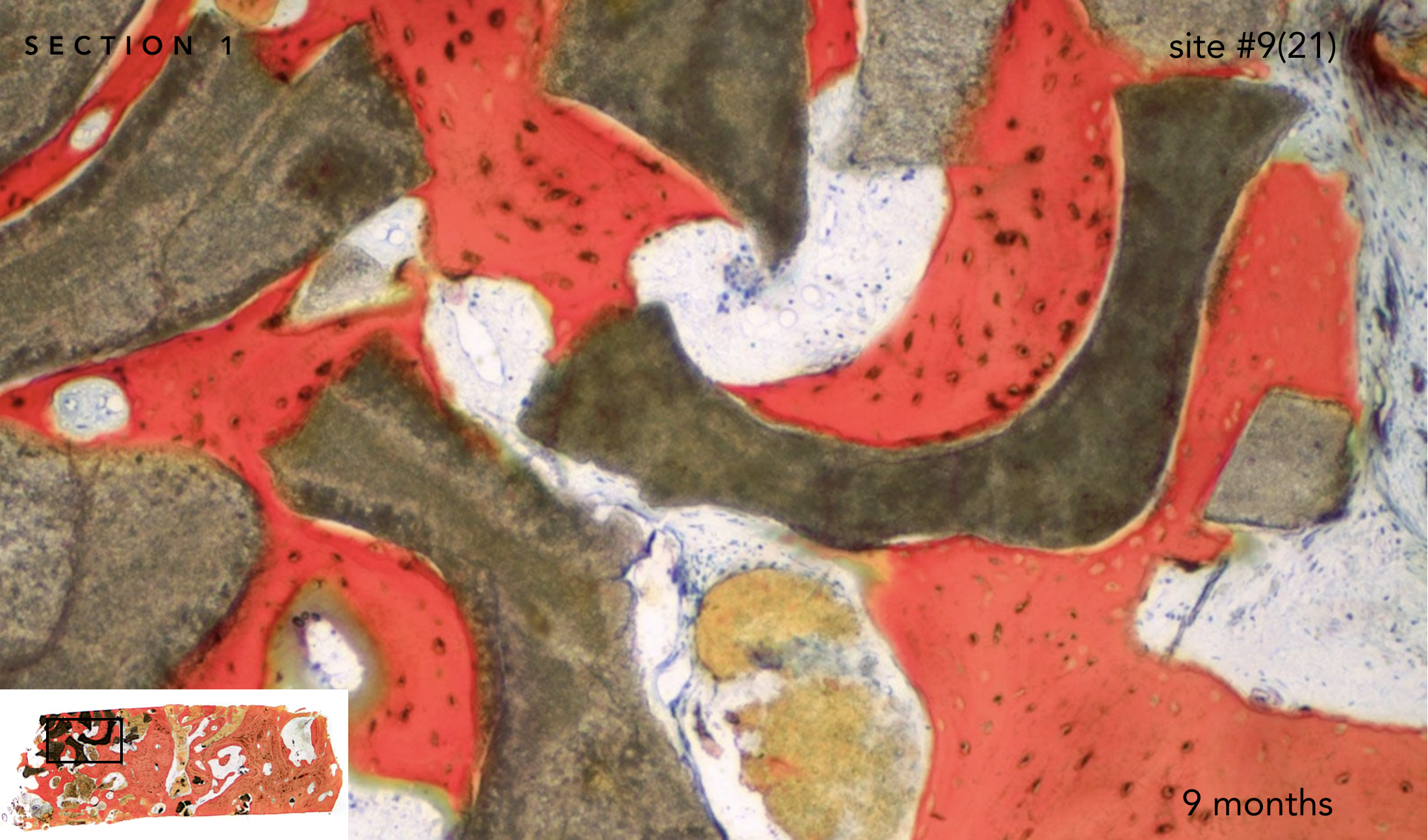 Screen Shot 2019-02-20 at 1.37.29 PM.png