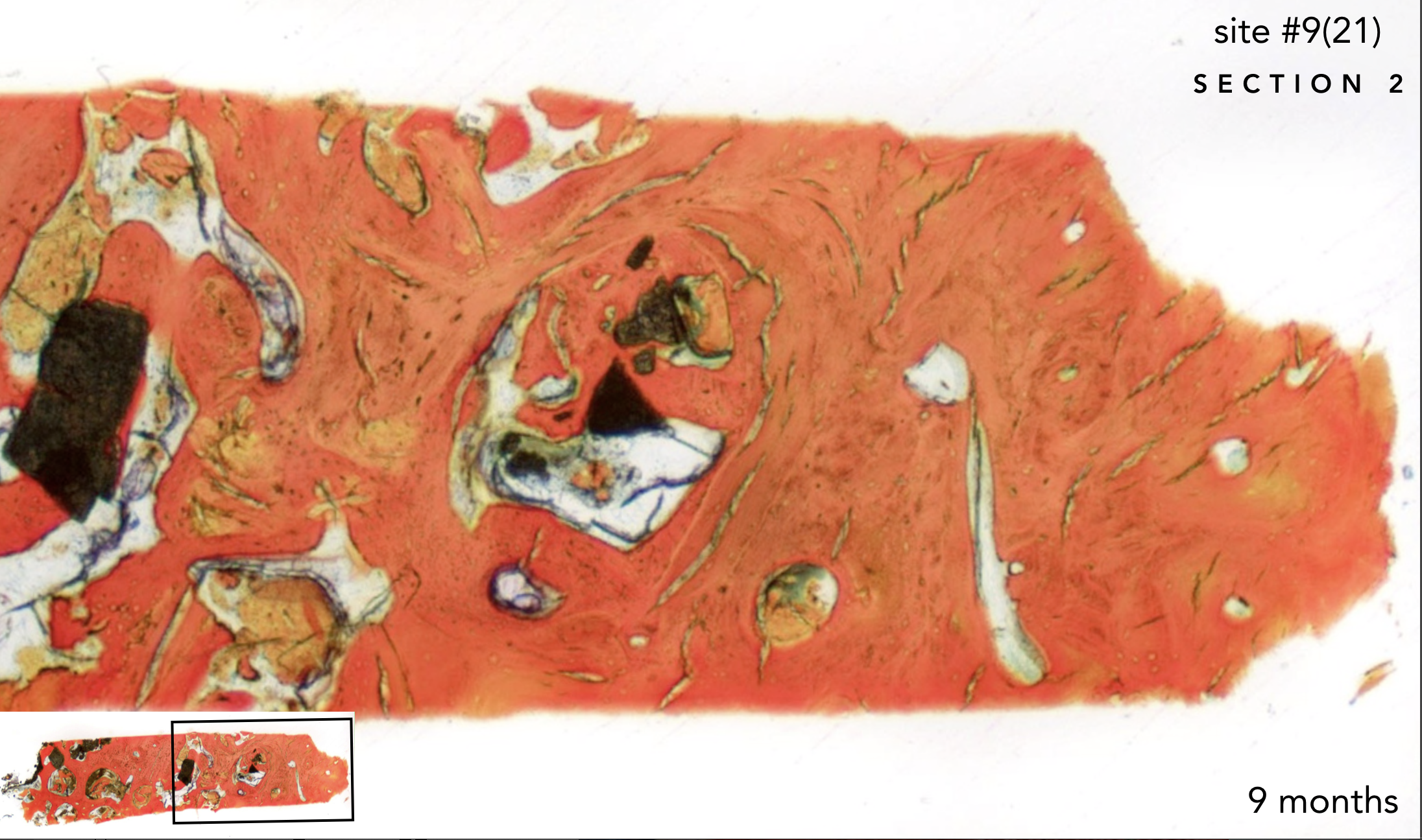 Screen Shot 2019-02-20 at 1.38.22 PM.png