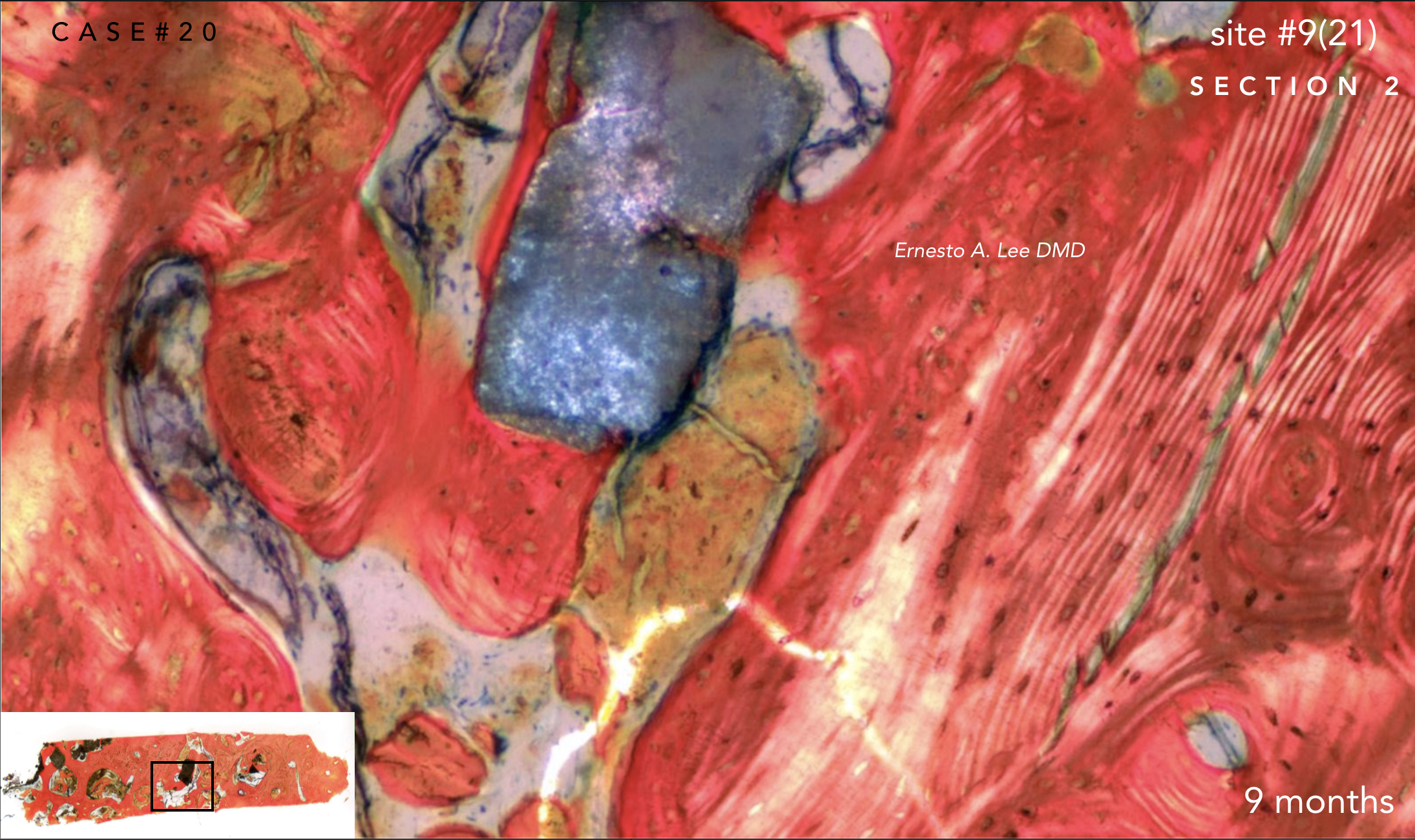 Screen Shot 2019-02-20 at 1.10.48 PM.png