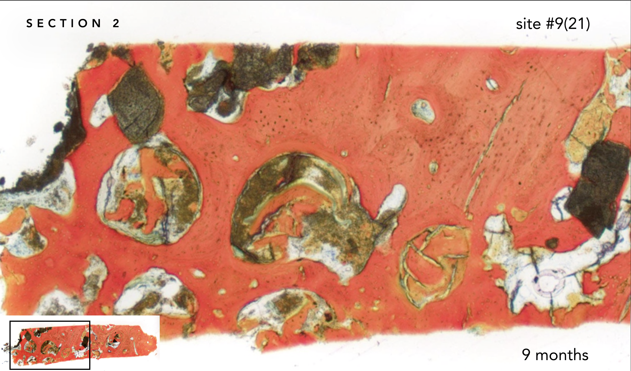 Screen Shot 2019-02-20 at 1.39.15 PM.png