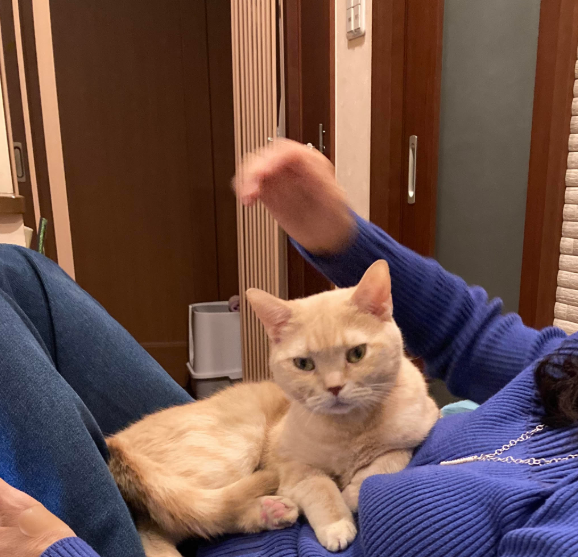 ペットはかすがい