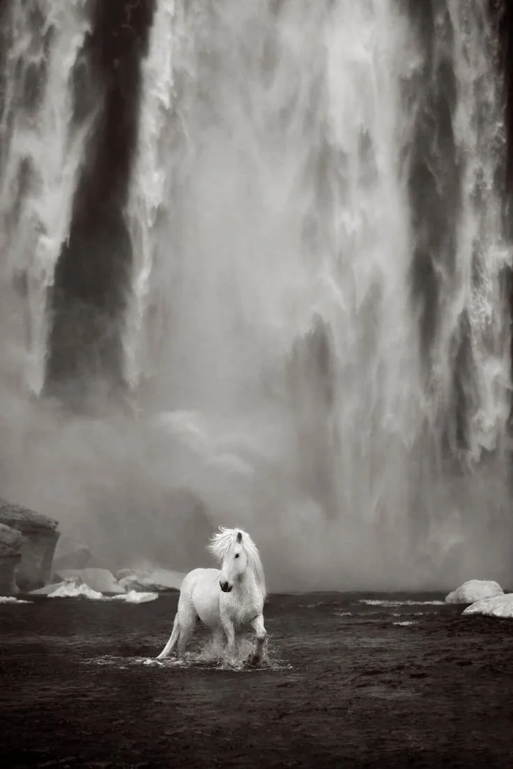 A white horse standing in water at the base of a large waterfall.