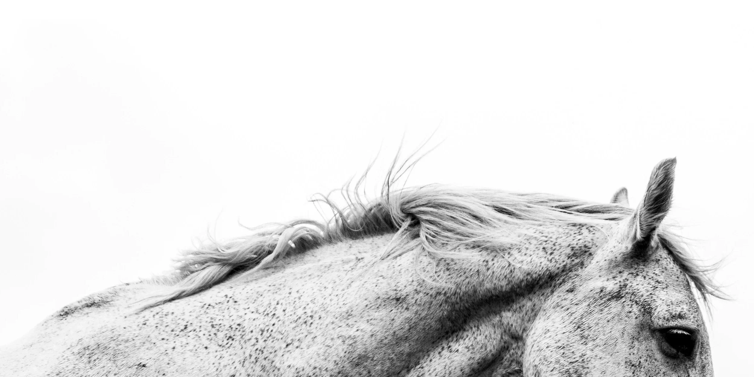 Close-up black and white photo of a horse with flowing mane and speckled coat, with a blank background.