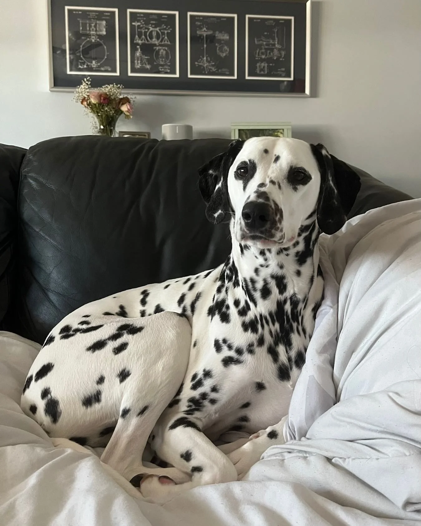 Cozy days in with furry friends keep burn out at bay ๐
.
.
.
.
.
.
.
.
.
.
.
.
#selflove #healing #growth #support #glowup #mentalhealthmatters #mindfulness #selfcare Mental Health, Glow Up Podcast, Healing Era, Lifestyle, Self Confidence, Self Help
