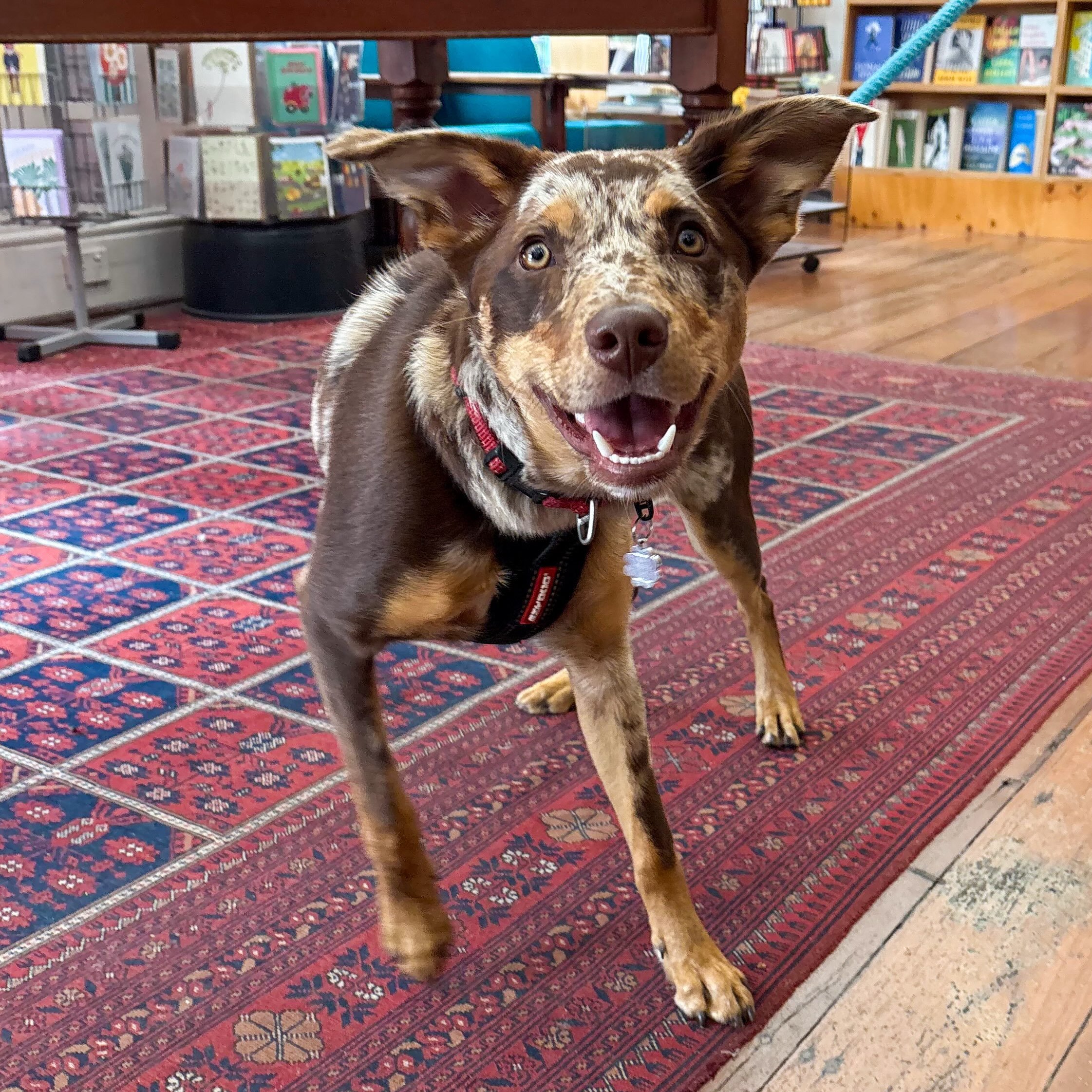 We are open 9am-9pm every day over the weekend so you can get your snout into a good book! 📚🐾⭐️