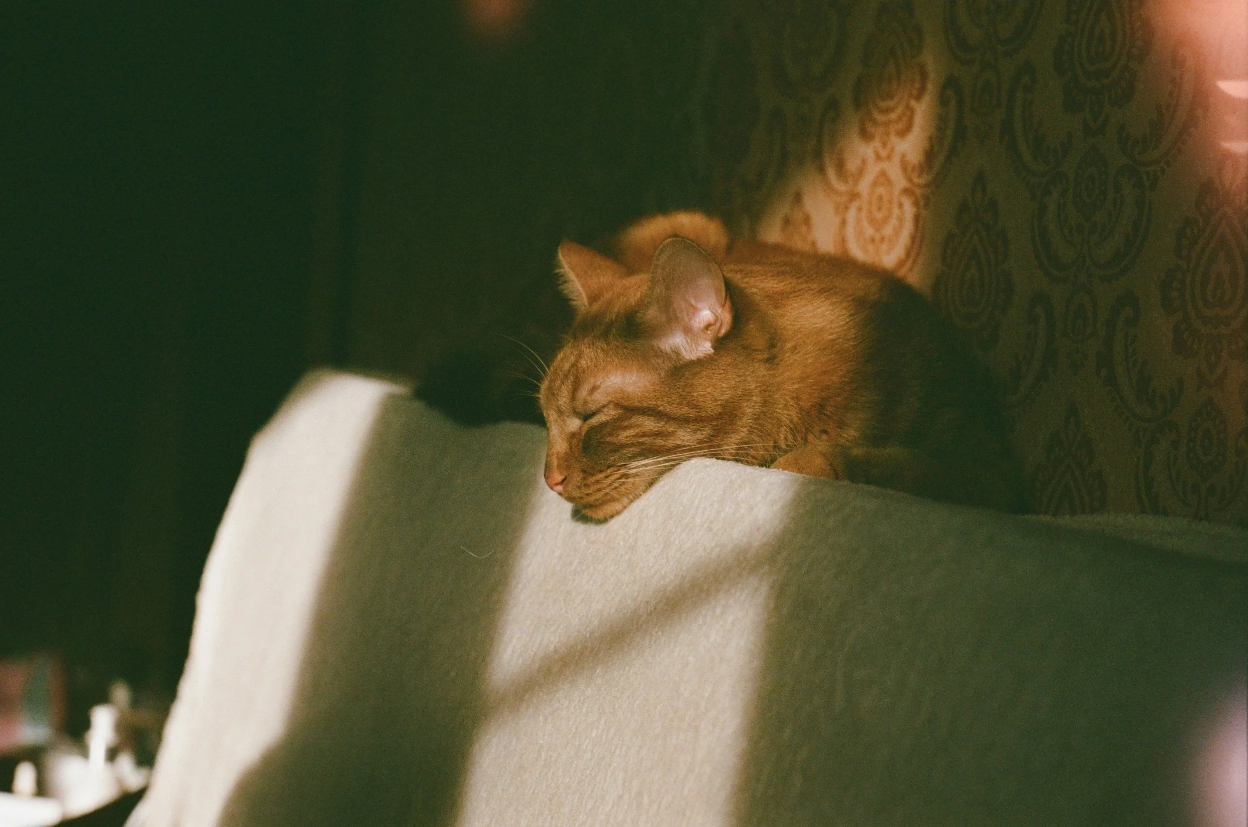 A brown cat sleeping on a beige couch with patterned decor in the background.
