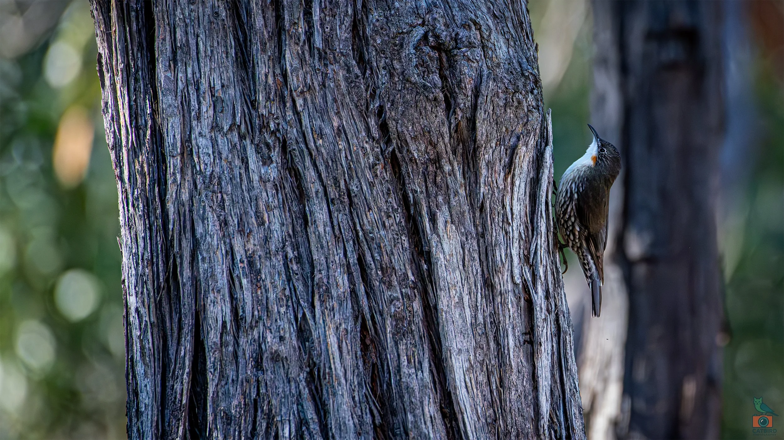 White Throated Tree Creeper, Mt Lofty National Park, SA Australia. May 2026.