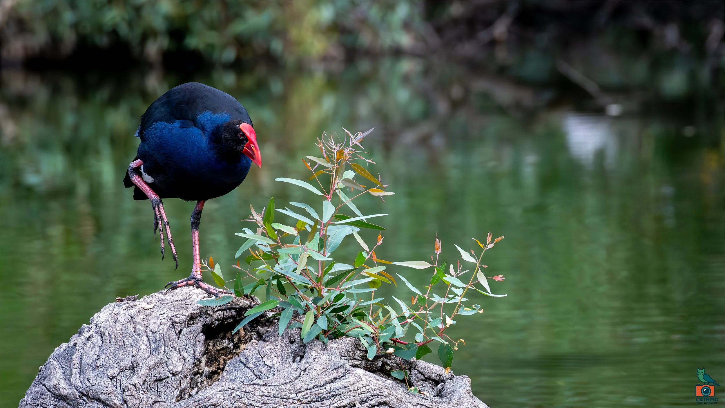 Swamp Hen, Laratinga Wetlands, SA, Australia. February 2026.
