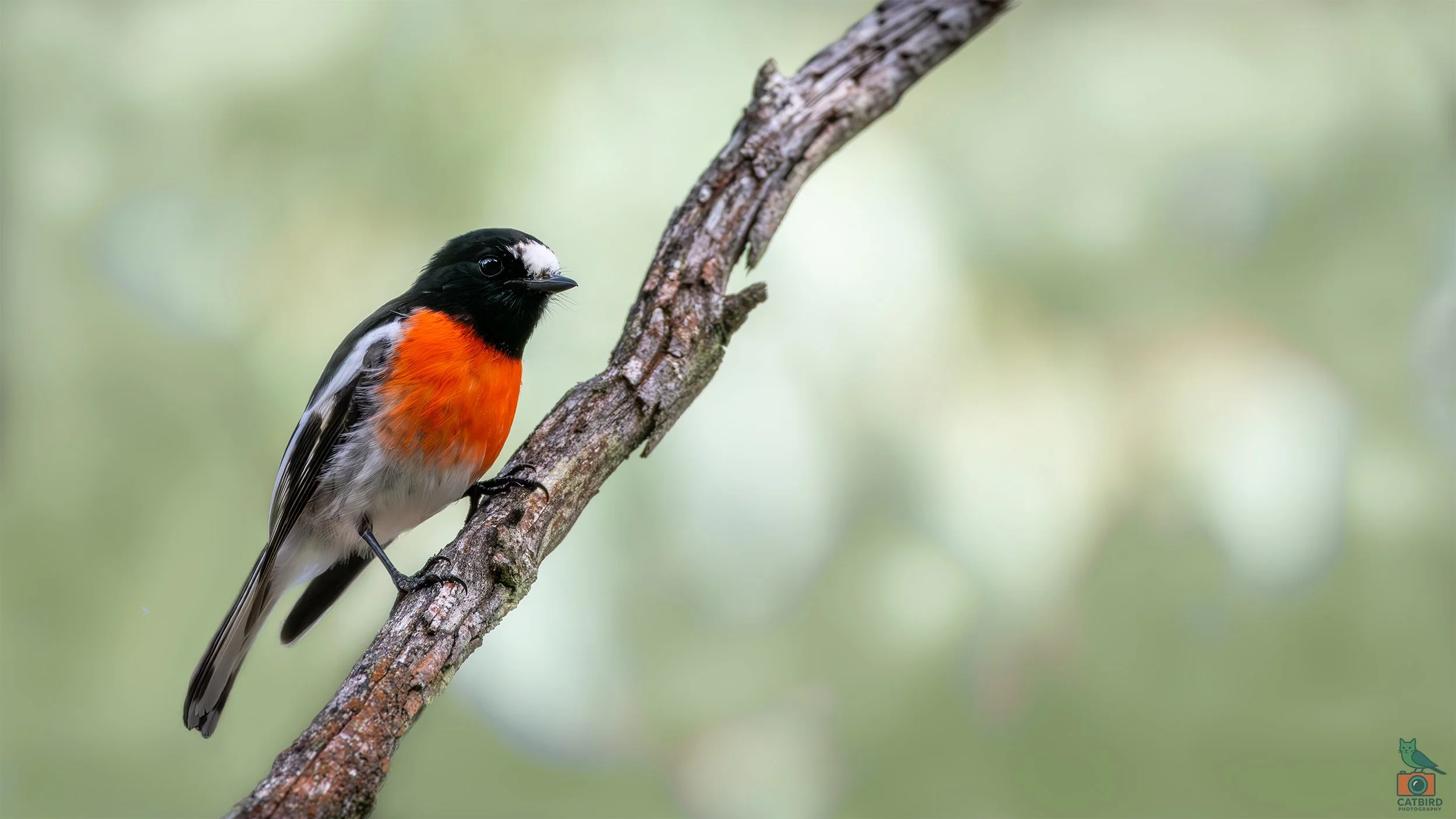Scarlet Robin, Mt Lofty National Park, SA Australia. May 2026.