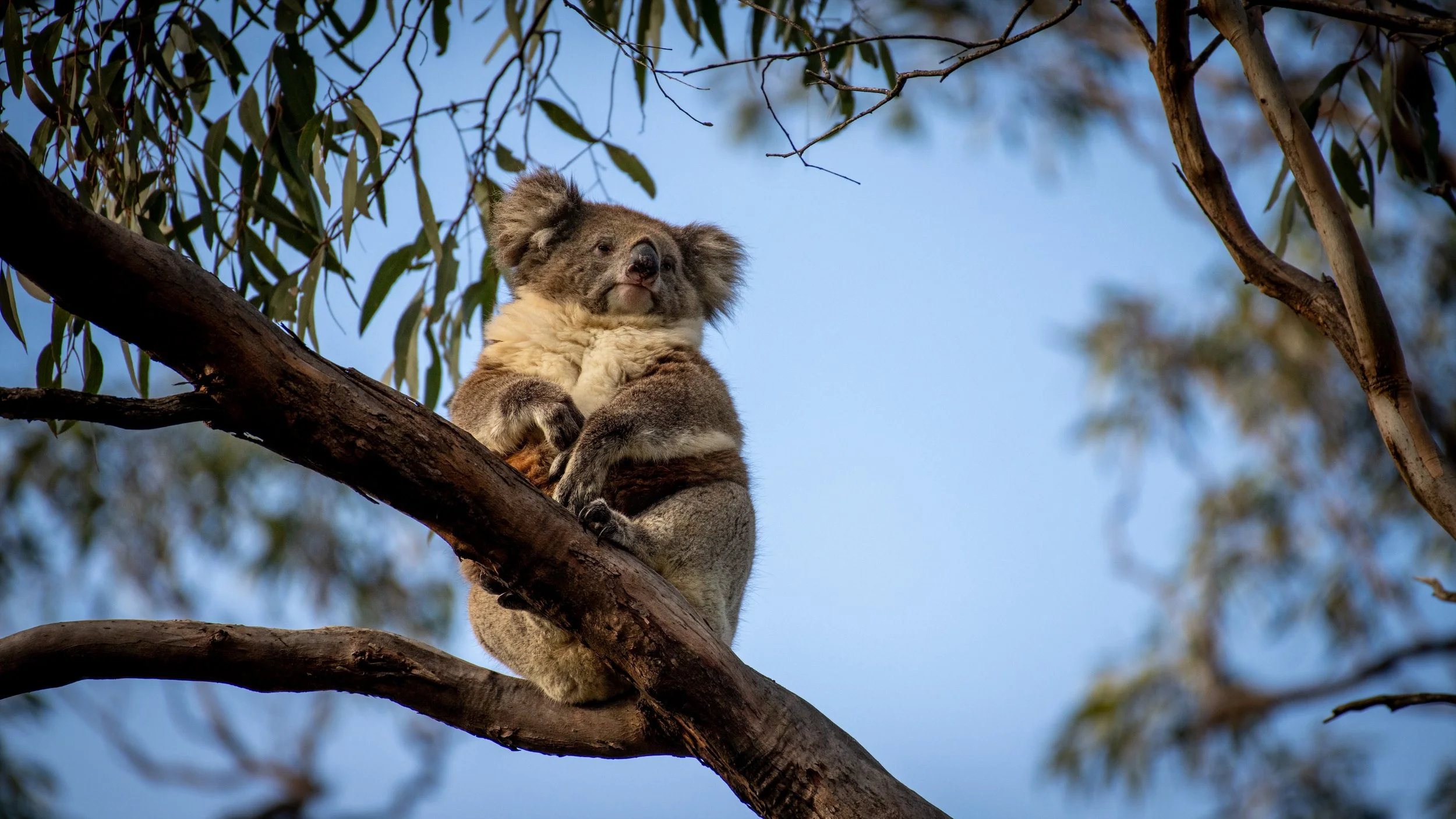 Koala, Belair National Park, SA, Australia. July 2025.