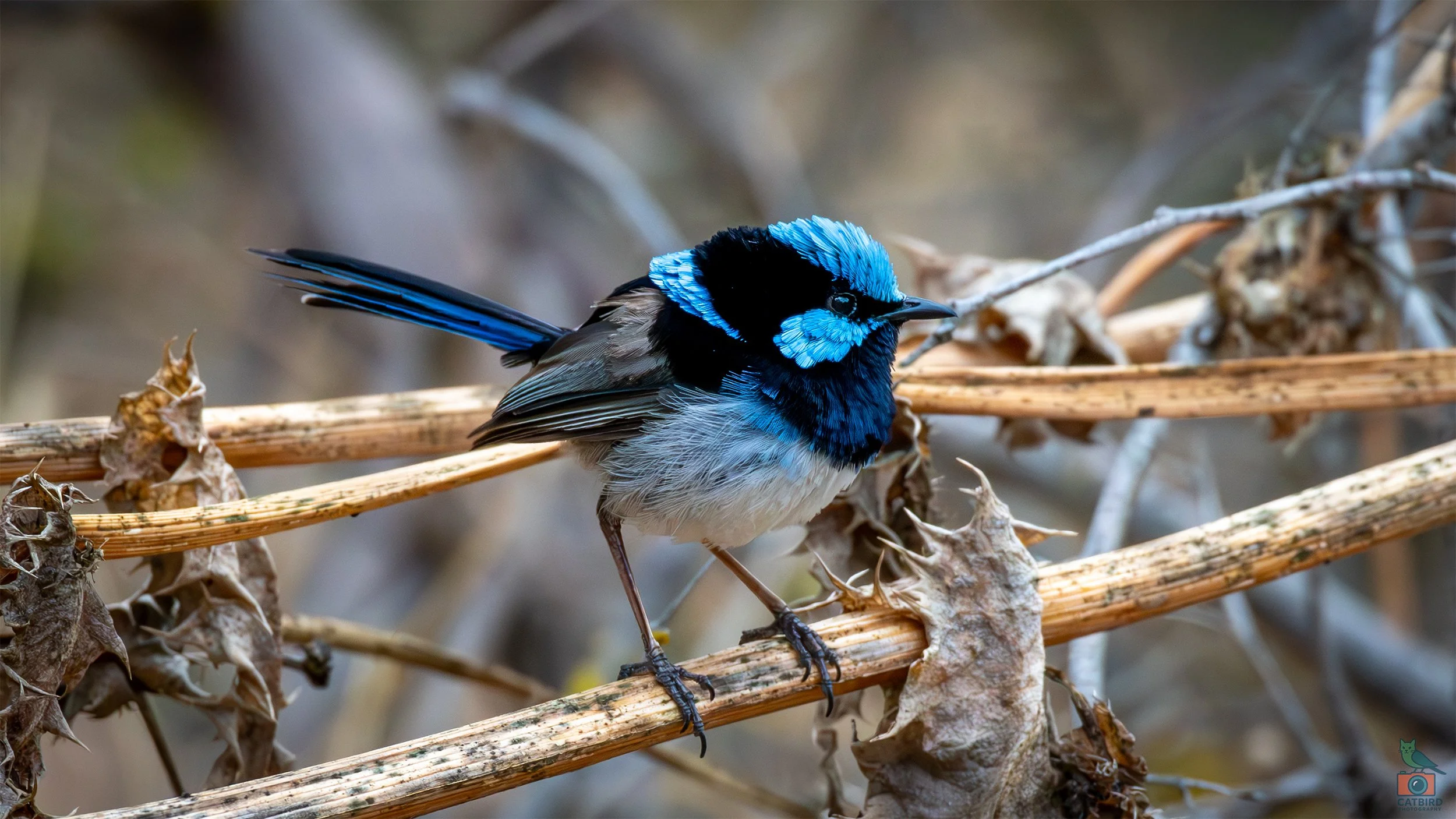Superb Fairy Wren, Laratinga Wetlands, SA, Australia. February 2026.