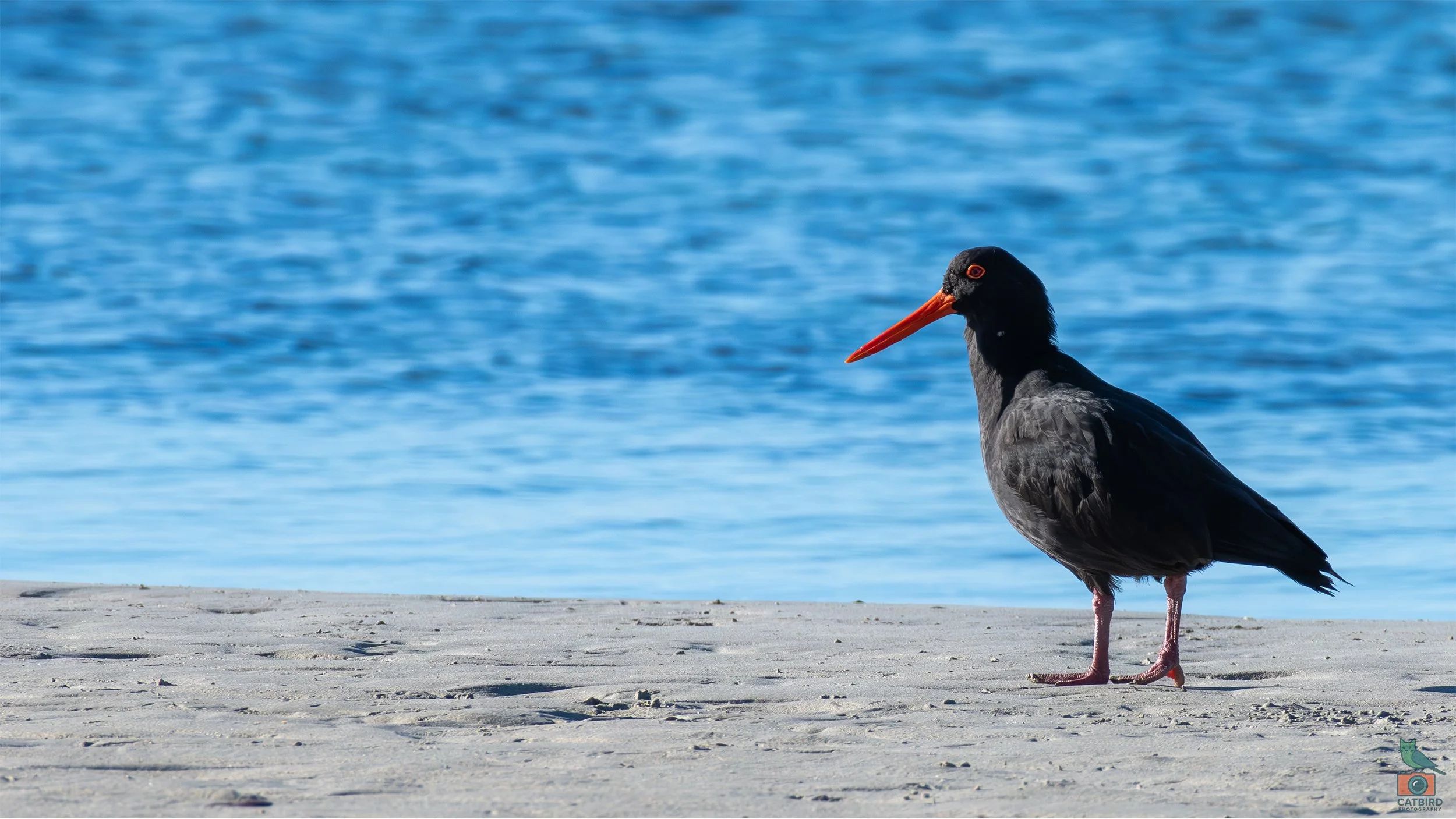 Sooty Oyster Catcher, Port Fairy, VIC, Australia. April 2026.