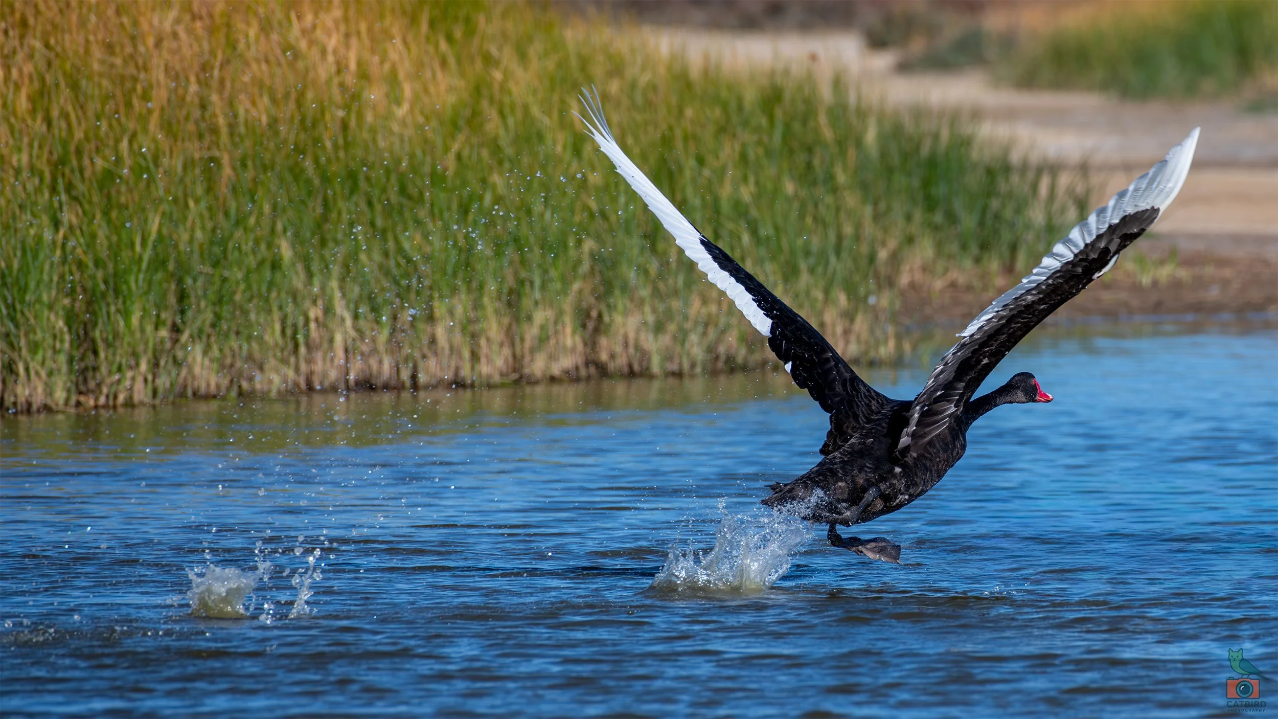 Black Swan, Greenfields Wetlands, SA, Australia. March 2026.