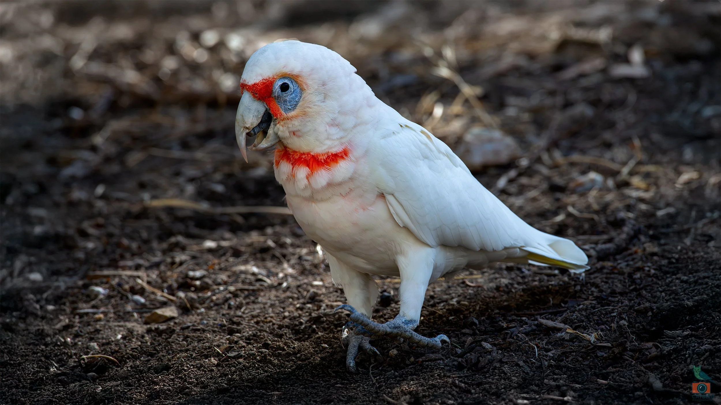 Long Billed Corella, Belair National Park, SA Australia. March 2025.