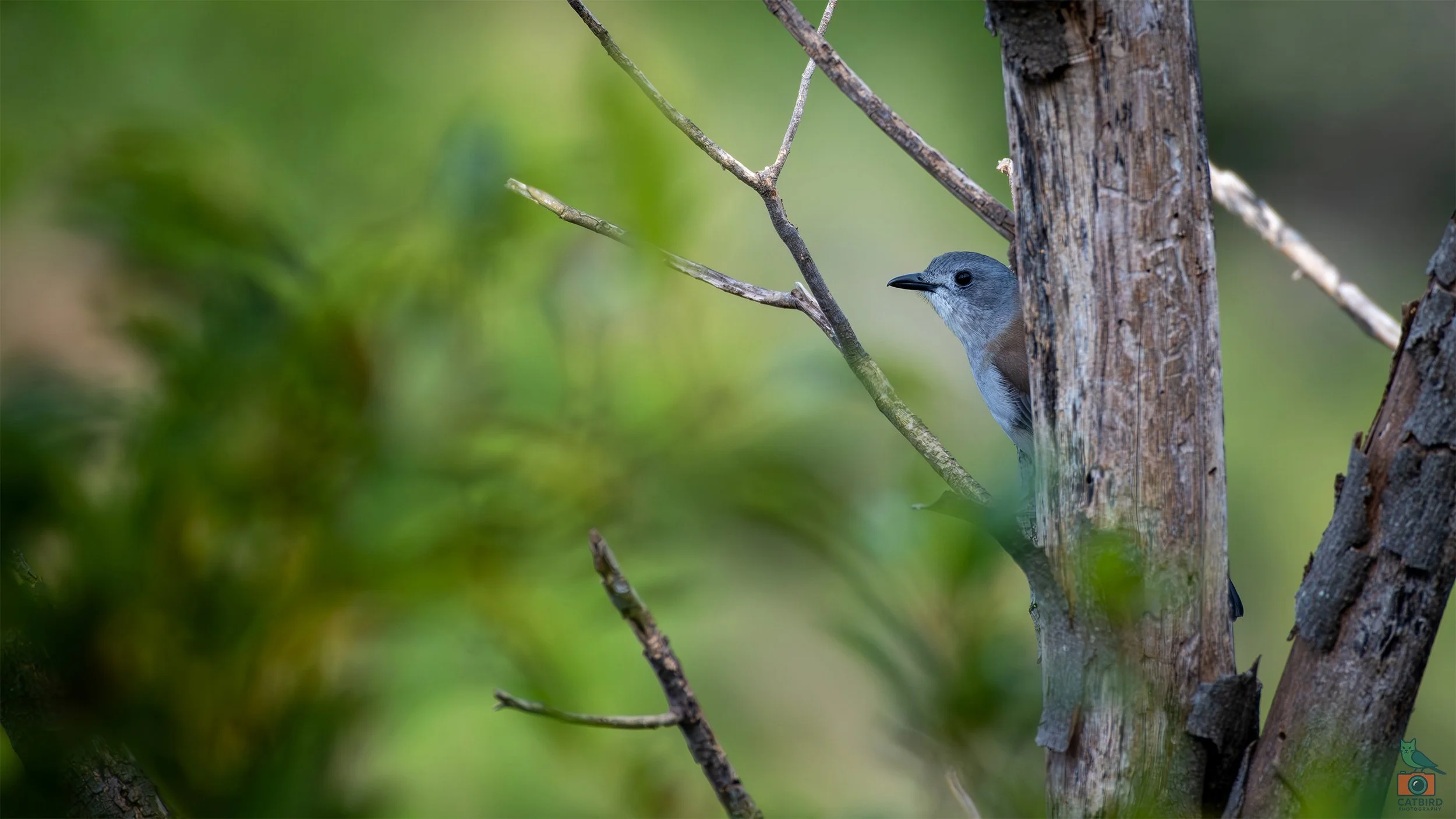 Grey Shrike Thrush, Tower Hill, VIC, Australia. April 2026.