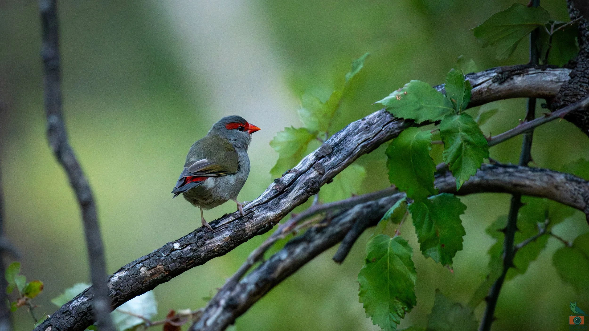 Red Browed Finch, Mt Lofty National Park, SA Australia. January 2026.