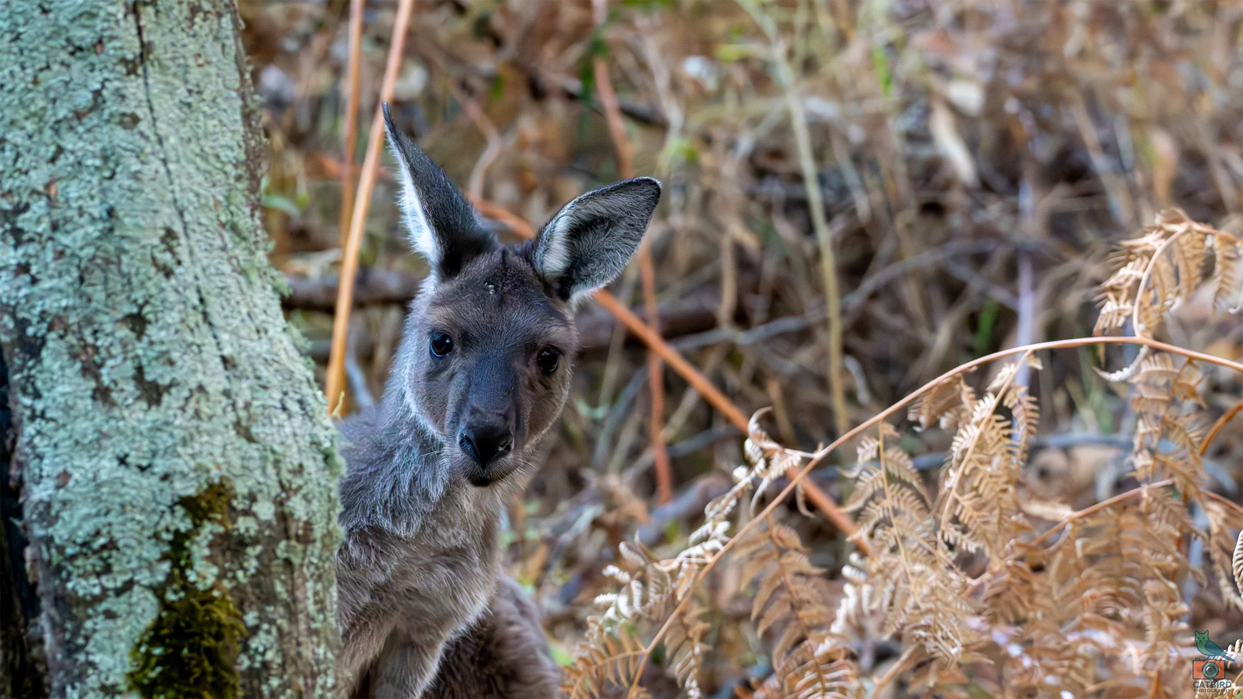 Western Grey Kangaroo, Mt Lofty National Park, SA. March 2025.