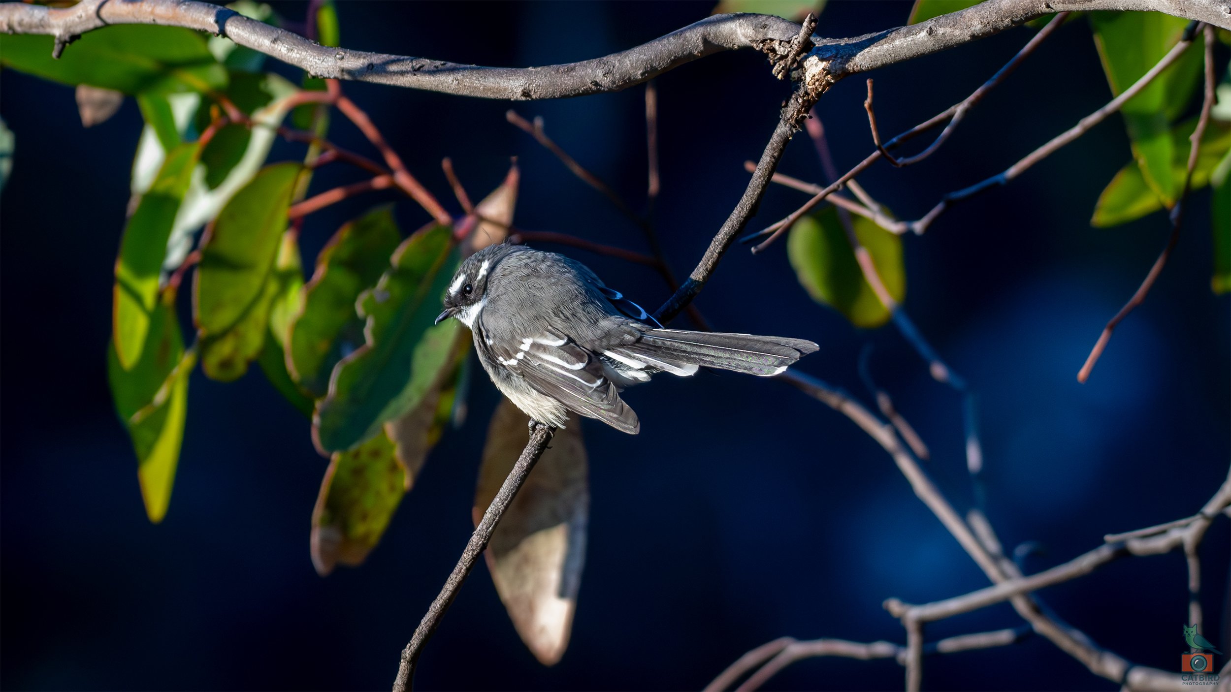 Grey Fantail, Mt Lofty National Park, SA Australia. Feb 2025.