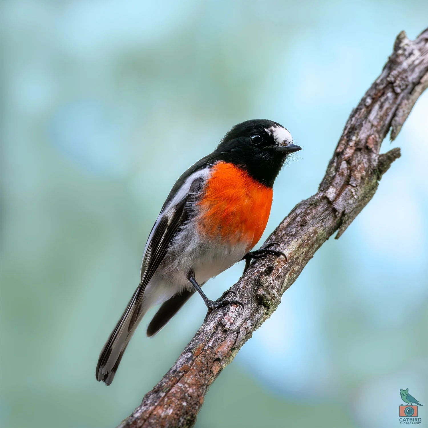 Scarlet Robin, Mt Lofty National Park, SA Australia. May 2026.