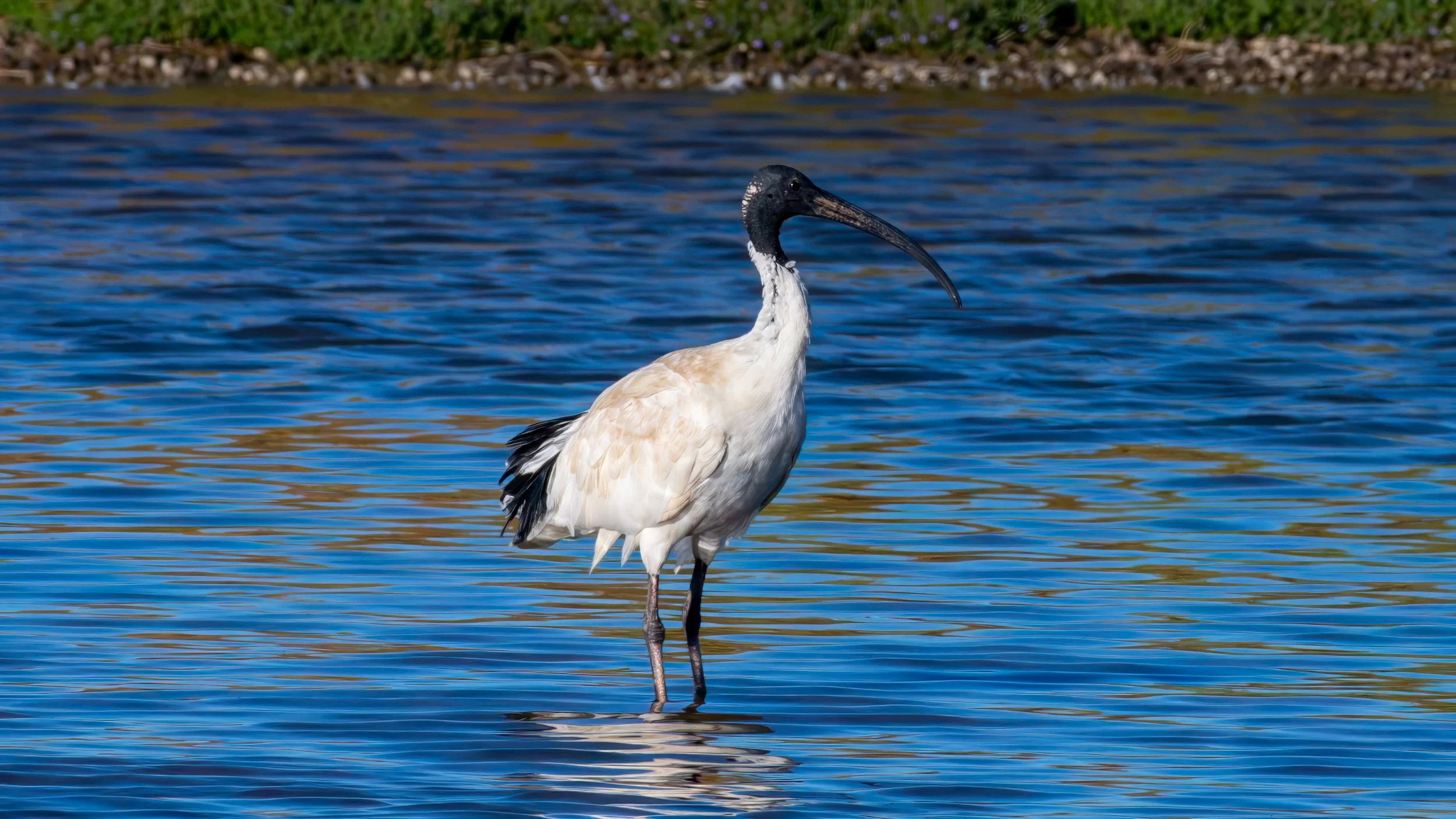 White Ibis, Greenfields Wetlands, SA, Australia. March 2025