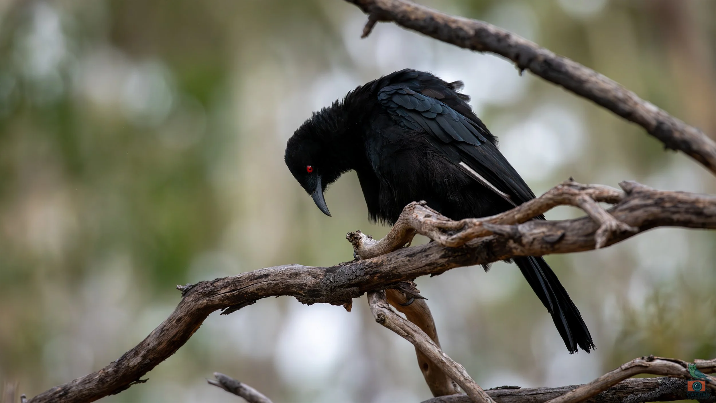 White Winged Chough, Belair National Park, SA, Australia. March 2026.