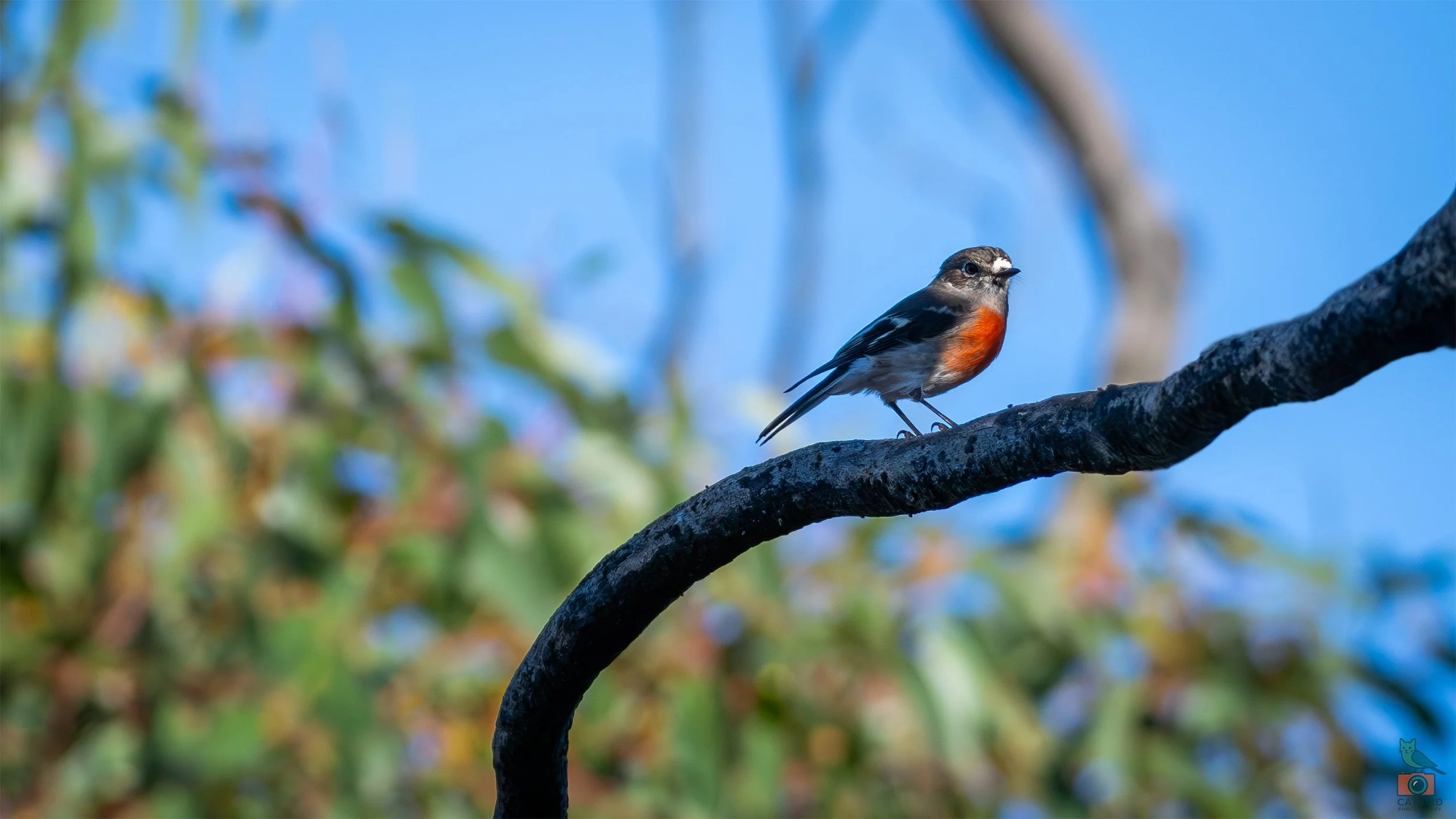 Flame Robin, Scott Creek Conservation Park, SA, Australia. April 2026.