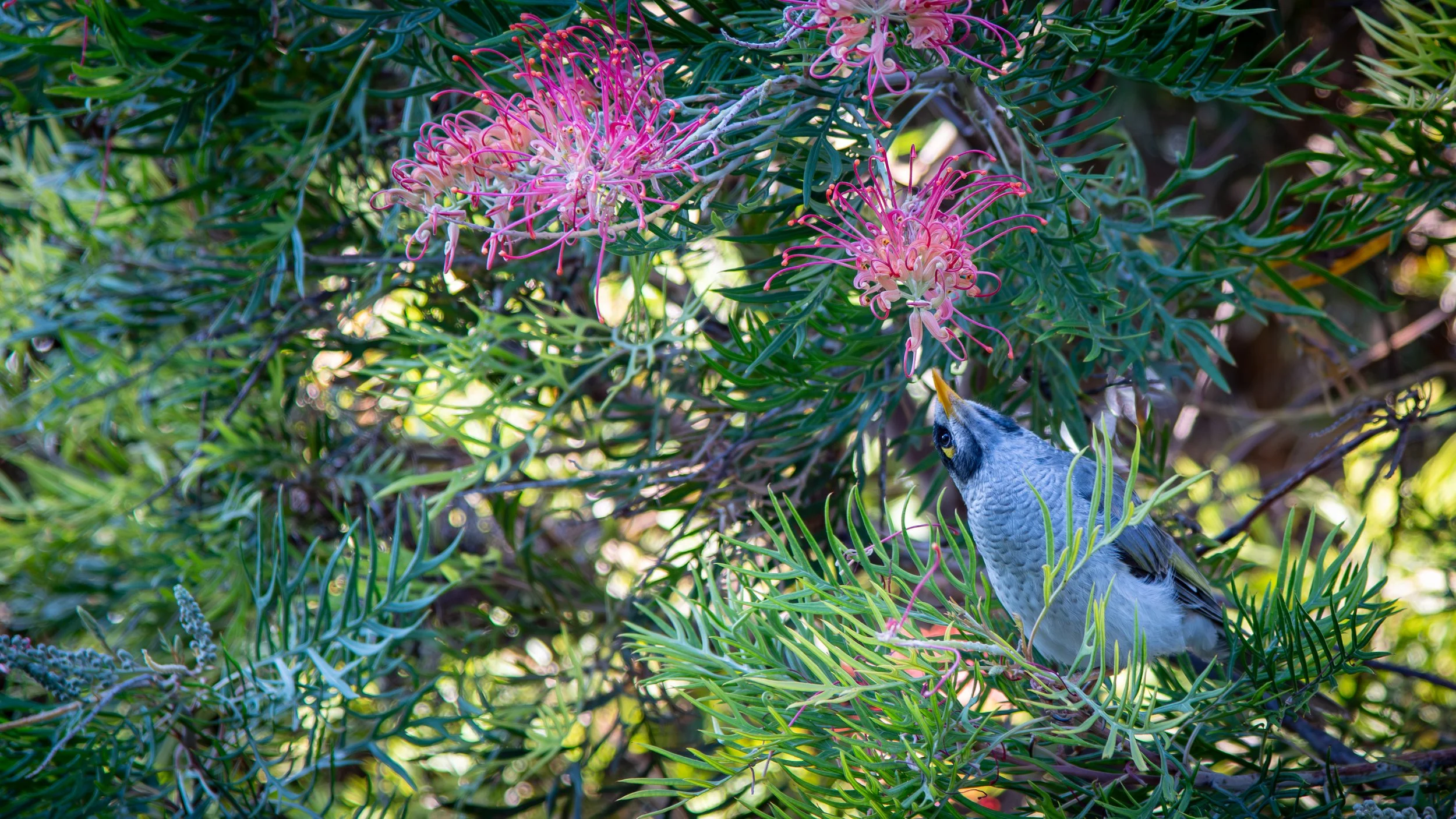 Noisy Minah, Glenelg North, SA, Australia. January 2025.