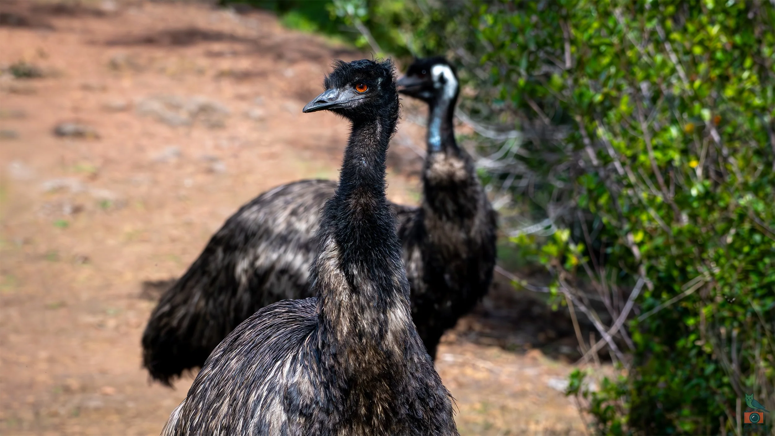 Emu, Tower Hill, VIC, Australia. April 2026.