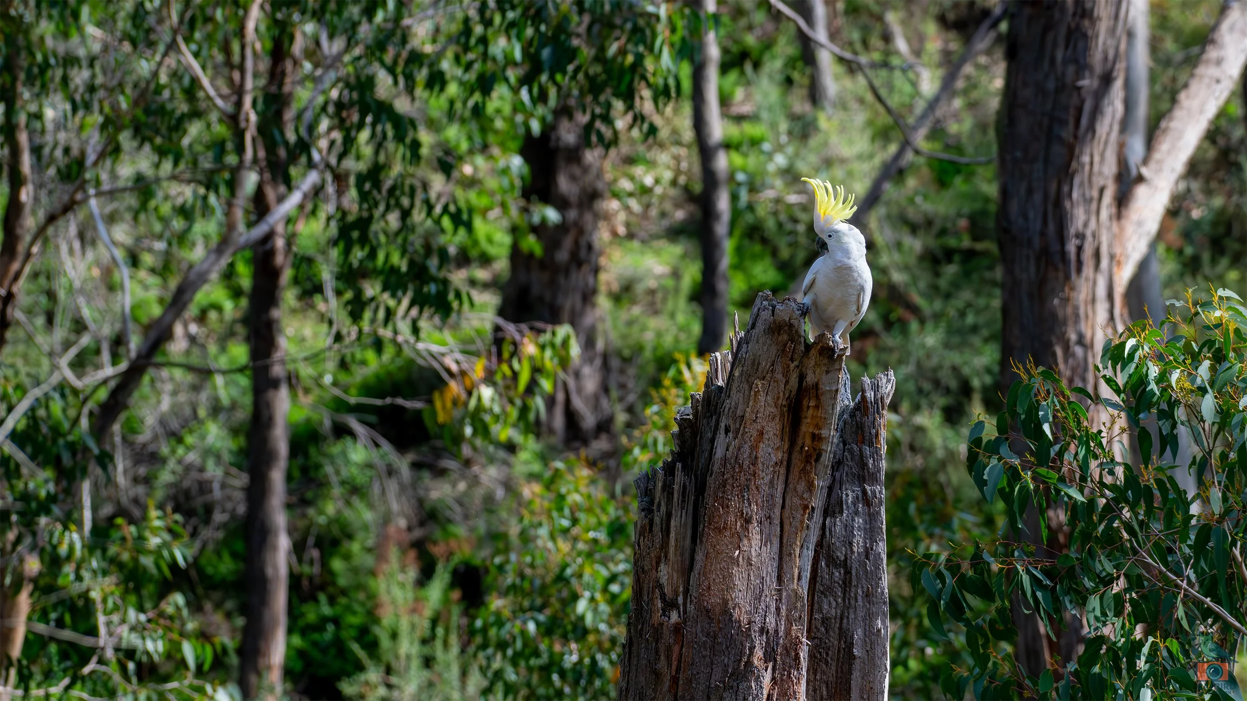 Sulphur Crested Cockatoo, Mt Lofty National Park, SA Australia. May 2026.