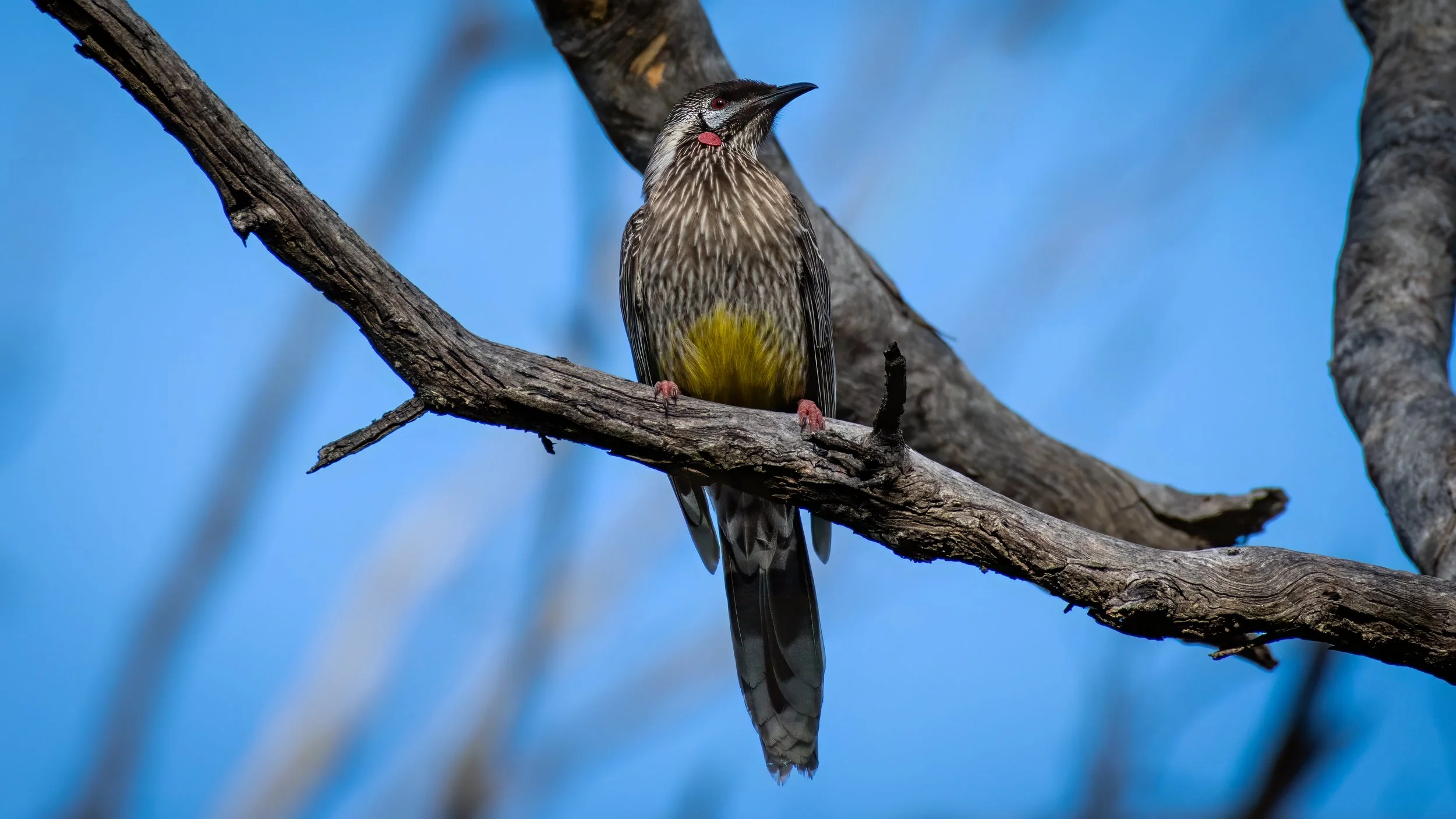 Red Wattlebird, Belair National Park, SA, Australia. July 2025.