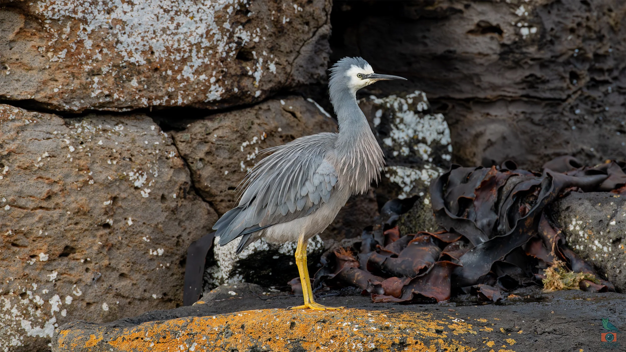 White Faced Heron, Port Fairy, VIC, Australia. May 2026.