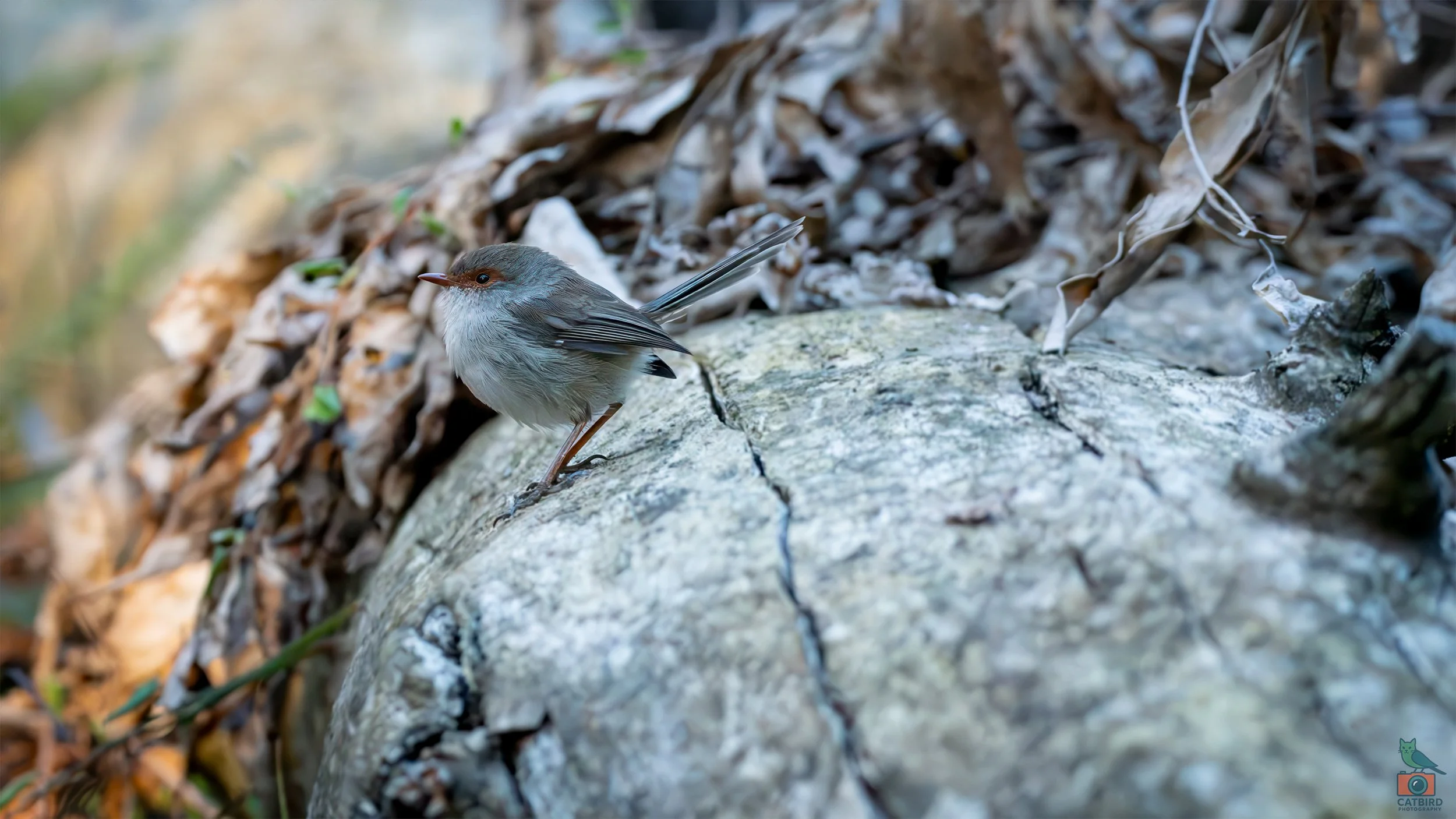 Superb Fairy Wren (Female), Mt Lofty National Park, SA Australia. March 2025.